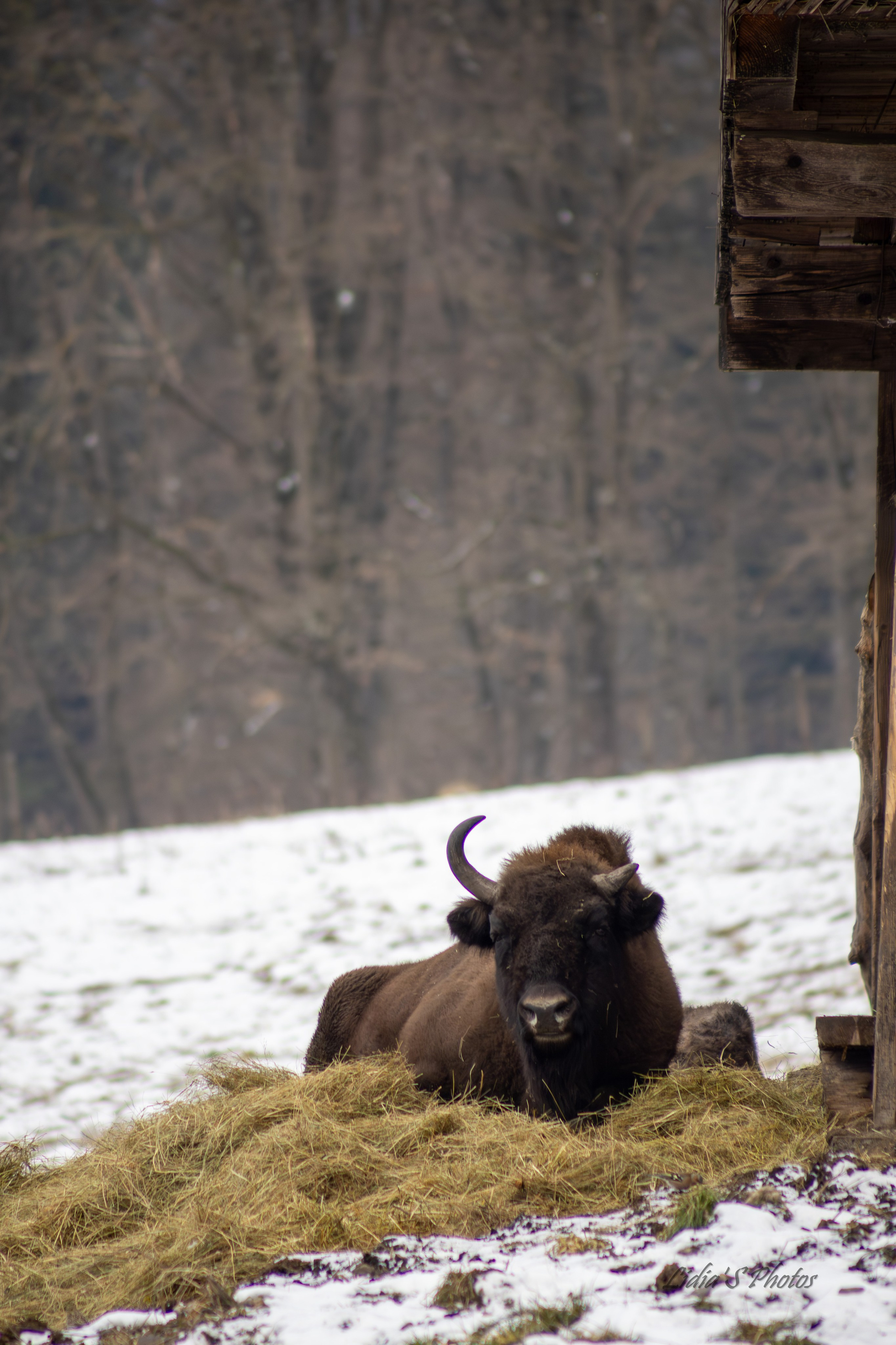 Flora și fauna. Fotograf. Lucrez cu oameni, produse și spații. Portret și fotografie creativă. Bacău, România. Lidia Savinoiu