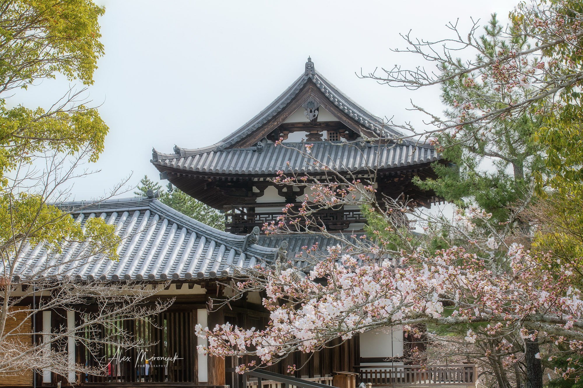 Hanami Season in Japan. Pet, Senior, Landscape, portrait studio, photographer in Miami and Sou