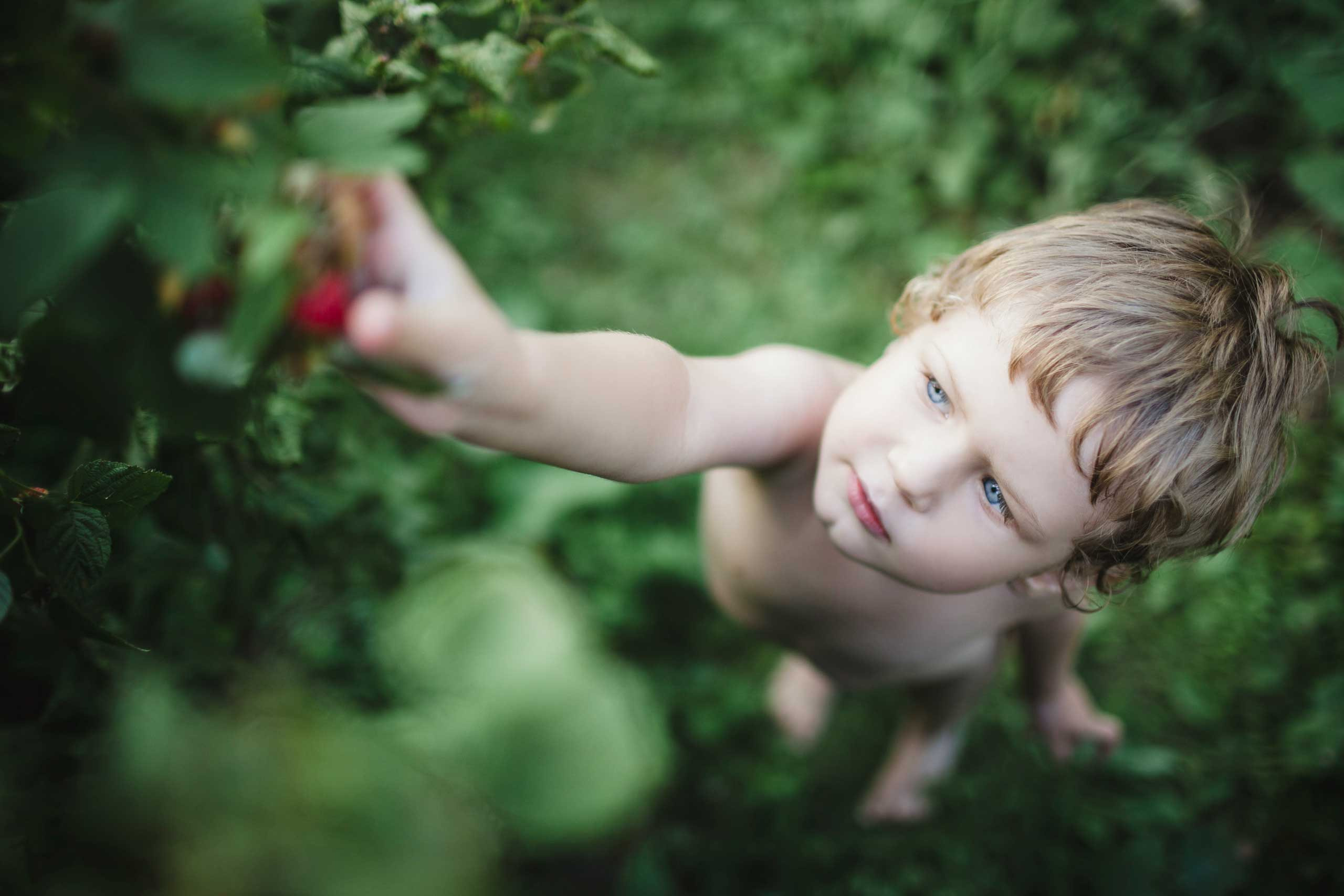 blond beautiful boy gathering raspberries among the green grass 