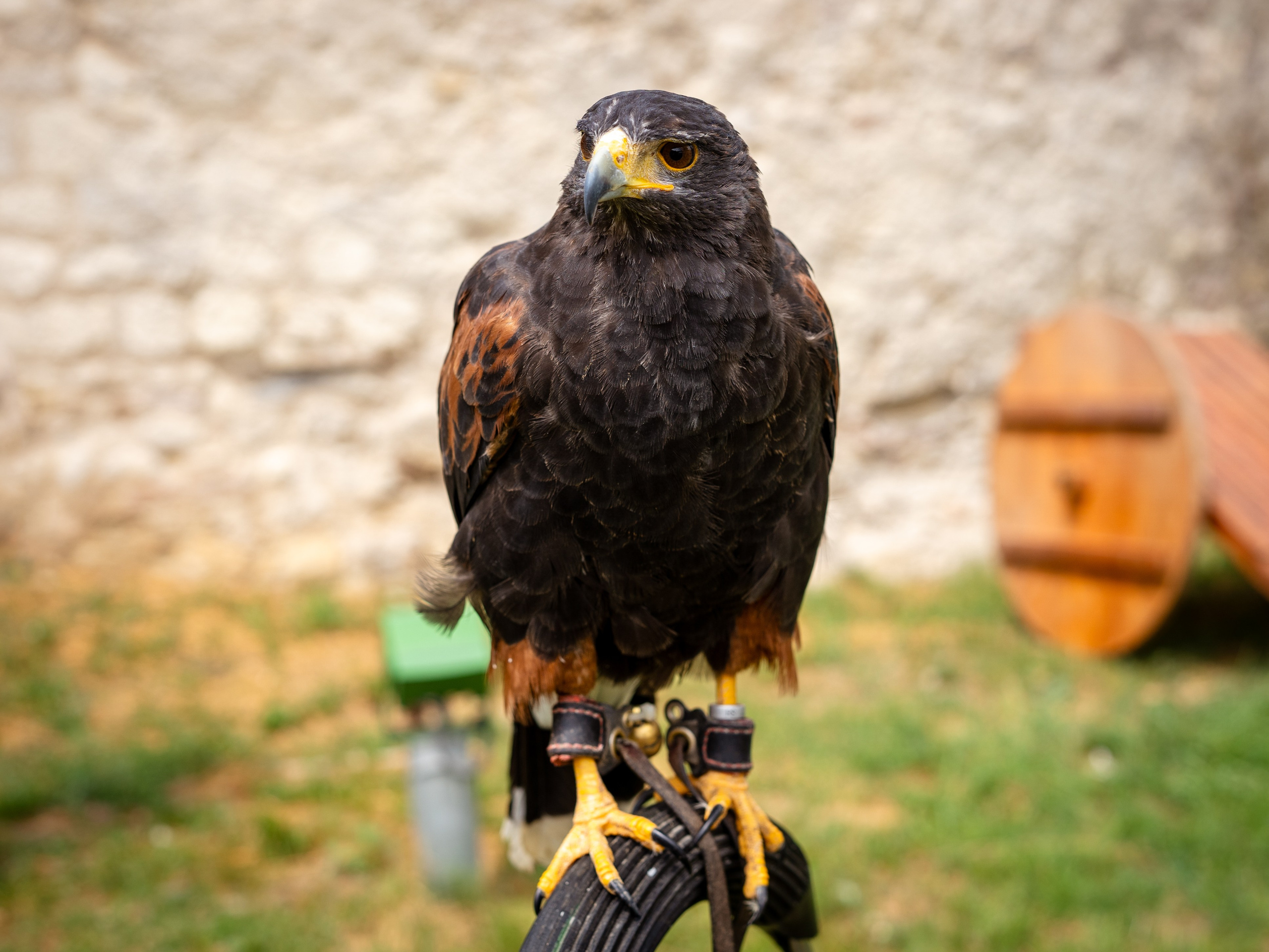 Sibinjanin Janko / Janjoš Hunjadi Fest 21.07.2024. Concert and Event photographer in Belgrade, Serbia