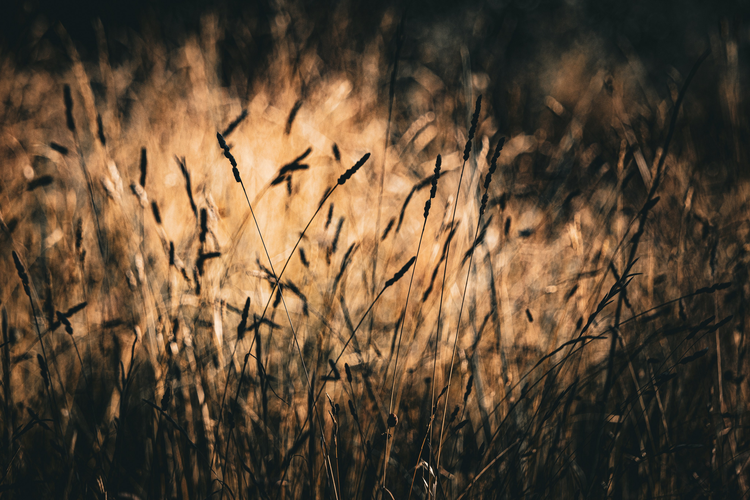 Paulo Marques Photography