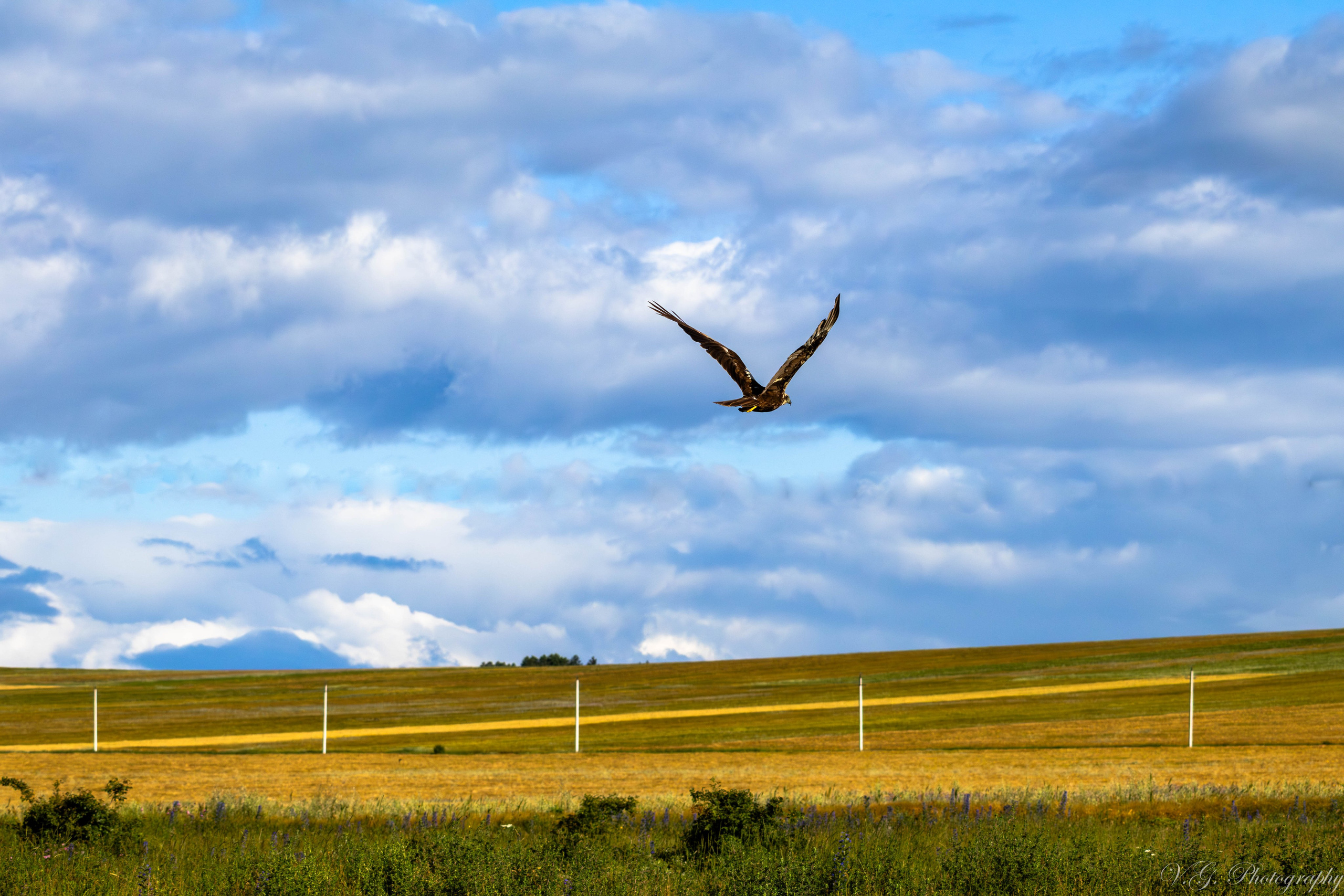 Western Marsh Harrier (Circus aeruginosus) 🦅. V.G. Wildlife Photography | Wildlife & Nature Photography in Georgia