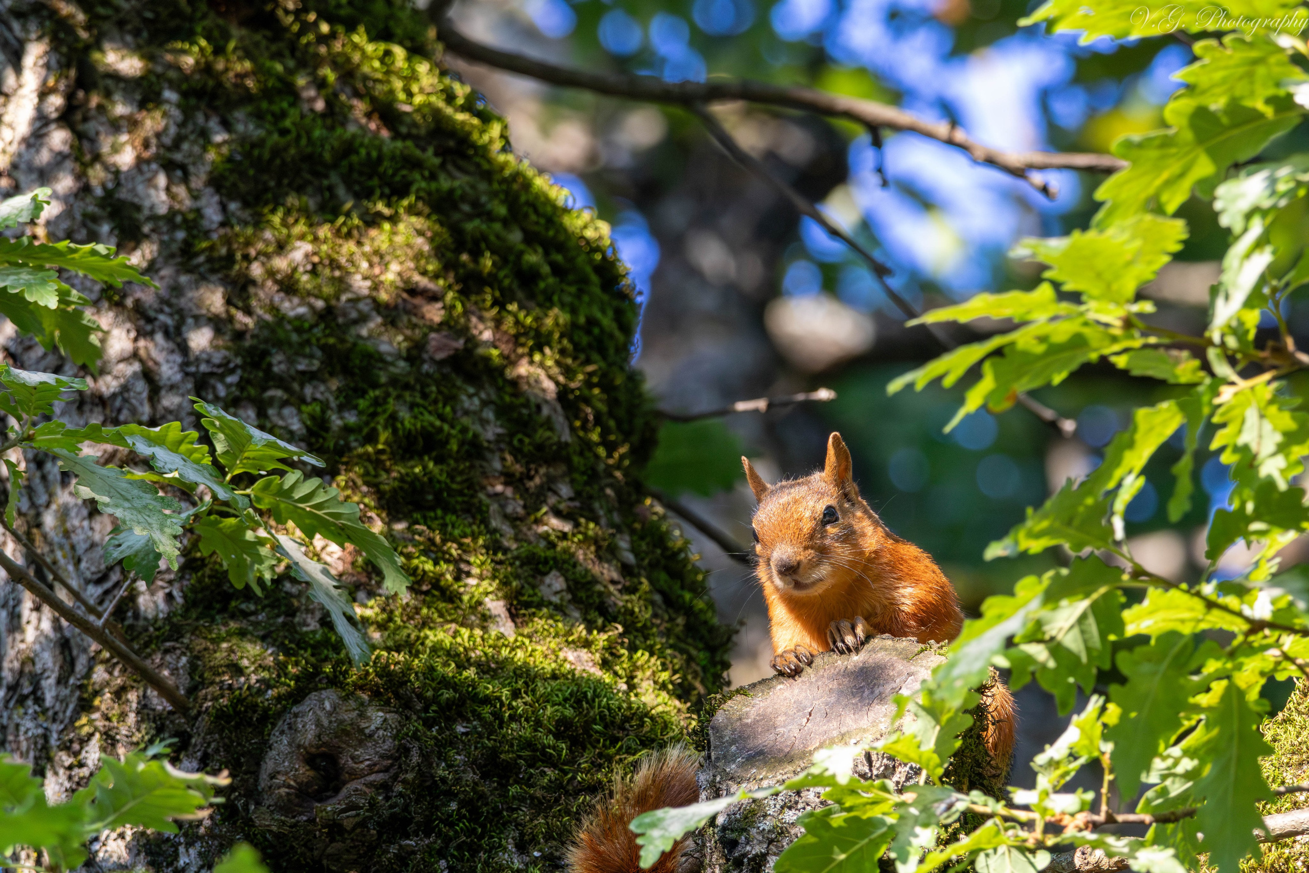 Squirrels (Sciurus vulgaris) 🐿️. V.G. Wildlife Photography | Wildlife & Nature Photography in Georgia