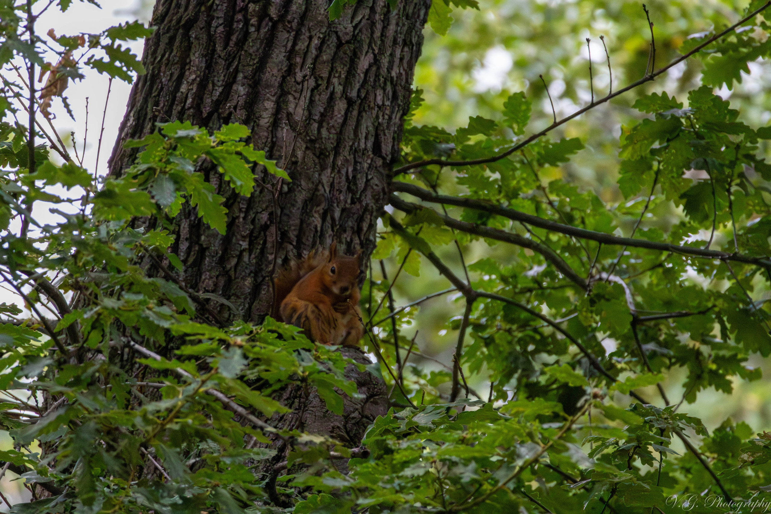 Squirrels (Sciurus vulgaris) 🐿️. V.G. Wildlife Photography | Wildlife & Nature Photography in Georgia