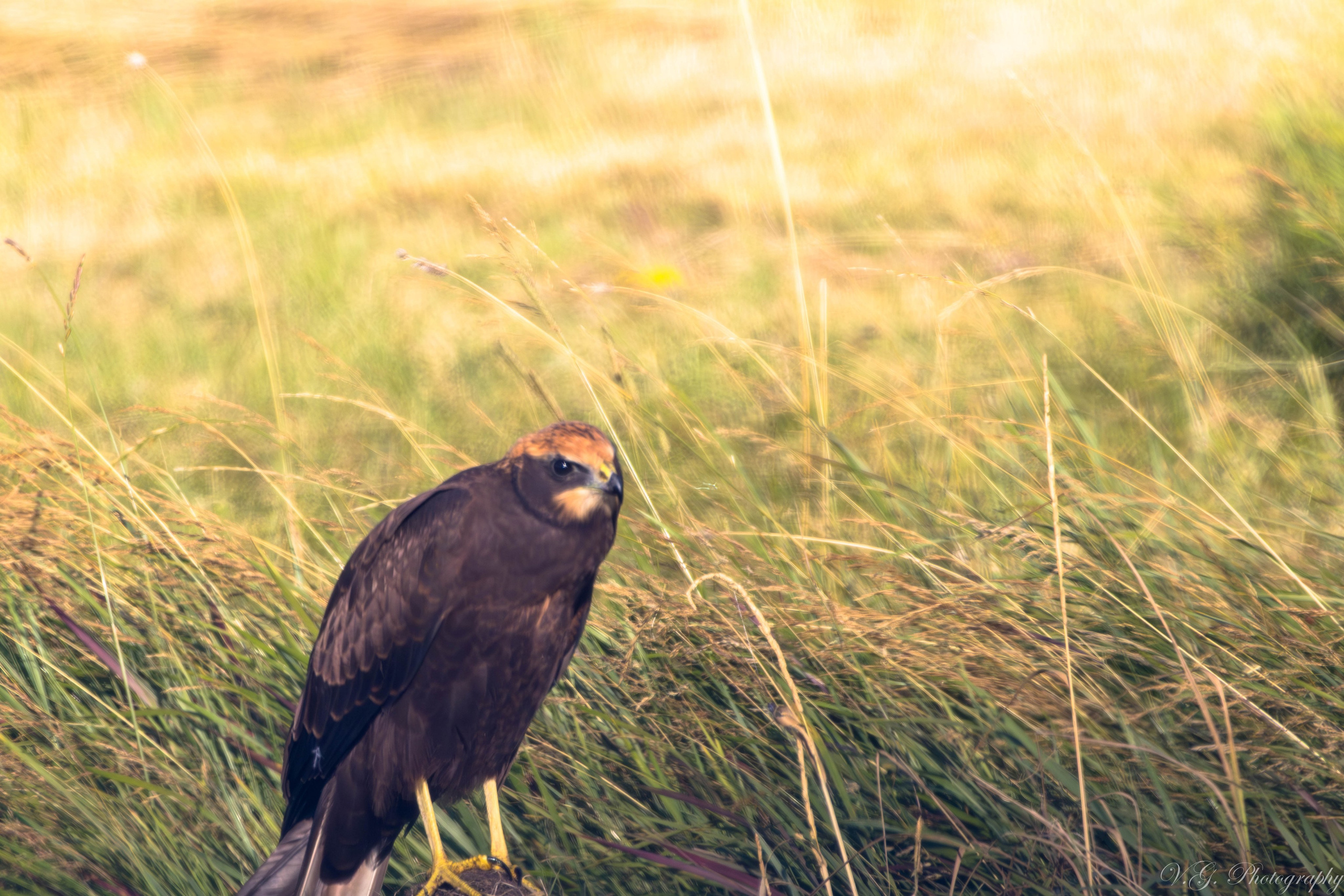 Western Marsh Harrier (Circus aeruginosus) 🦅. V.G. Wildlife Photography | Wildlife & Nature Photography in Georgia