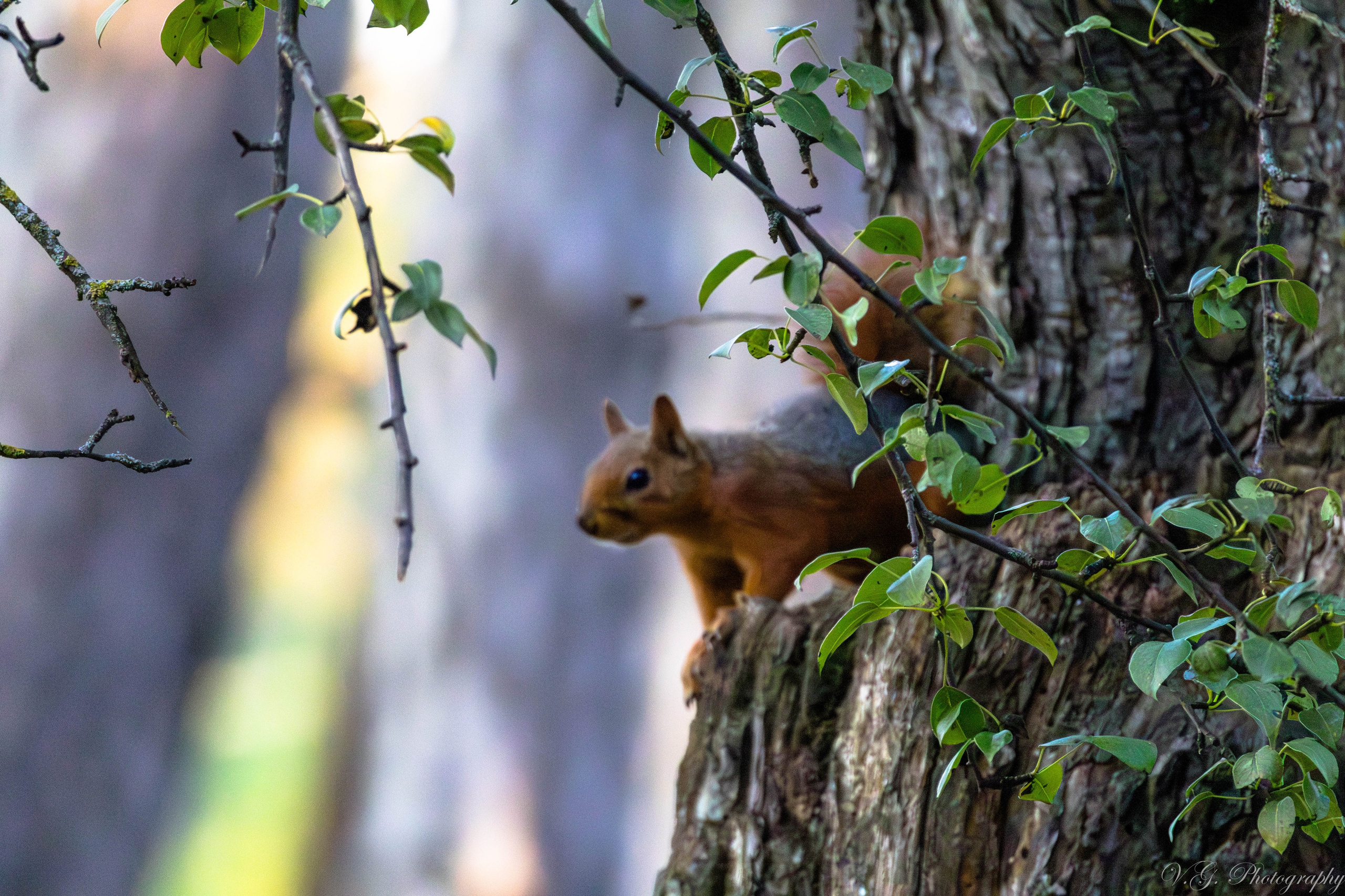 Squirrels (Sciurus vulgaris) 🐿️. V.G. Wildlife Photography | Wildlife & Nature Photography in Georgia