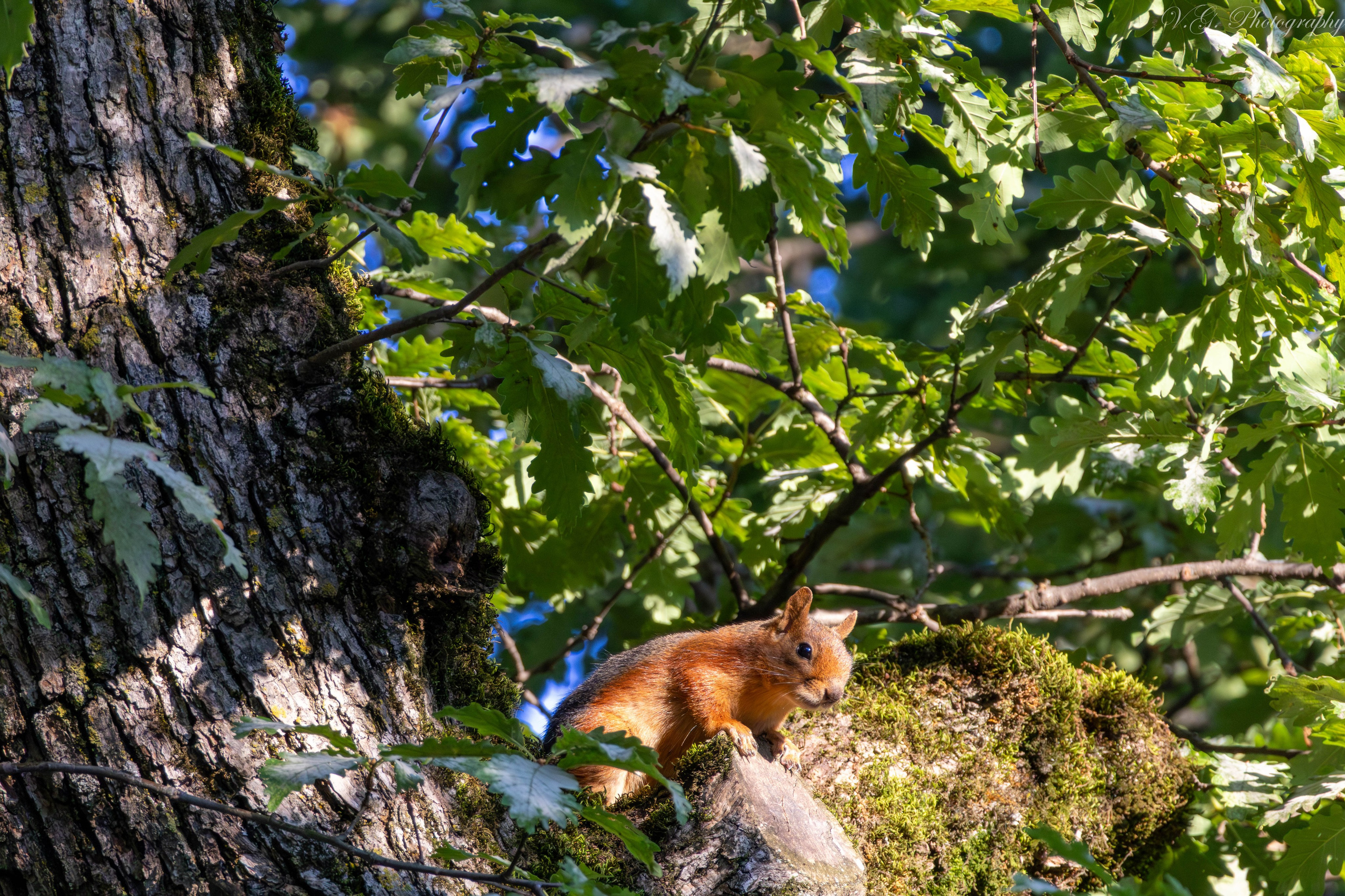 Squirrels (Sciurus vulgaris) 🐿️. V.G. Wildlife Photography | Wildlife & Nature Photography in Georgia