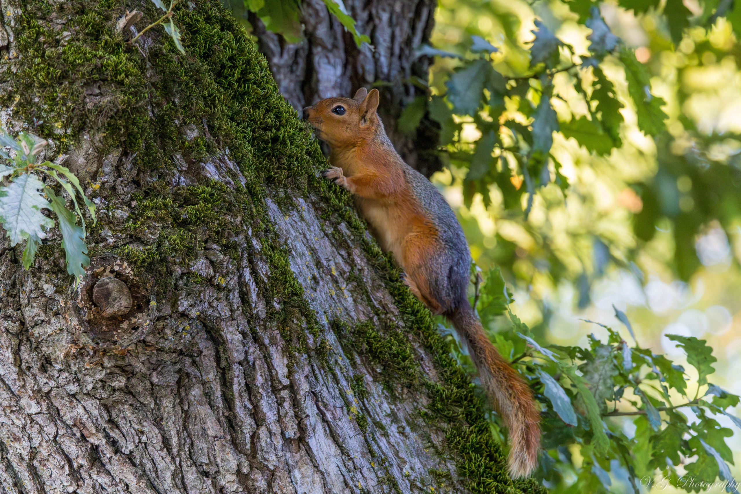 Squirrels (Sciurus vulgaris) 🐿️. V.G. Wildlife Photography | Wildlife & Nature Photography in Georgia