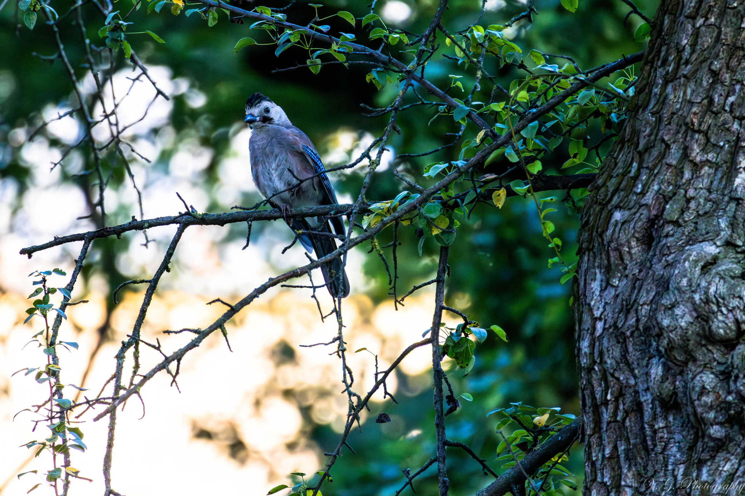 Jay (Garrulus glandarius). V.G. Wildlife Photography | Wildlife & Nature Photography in Georgia