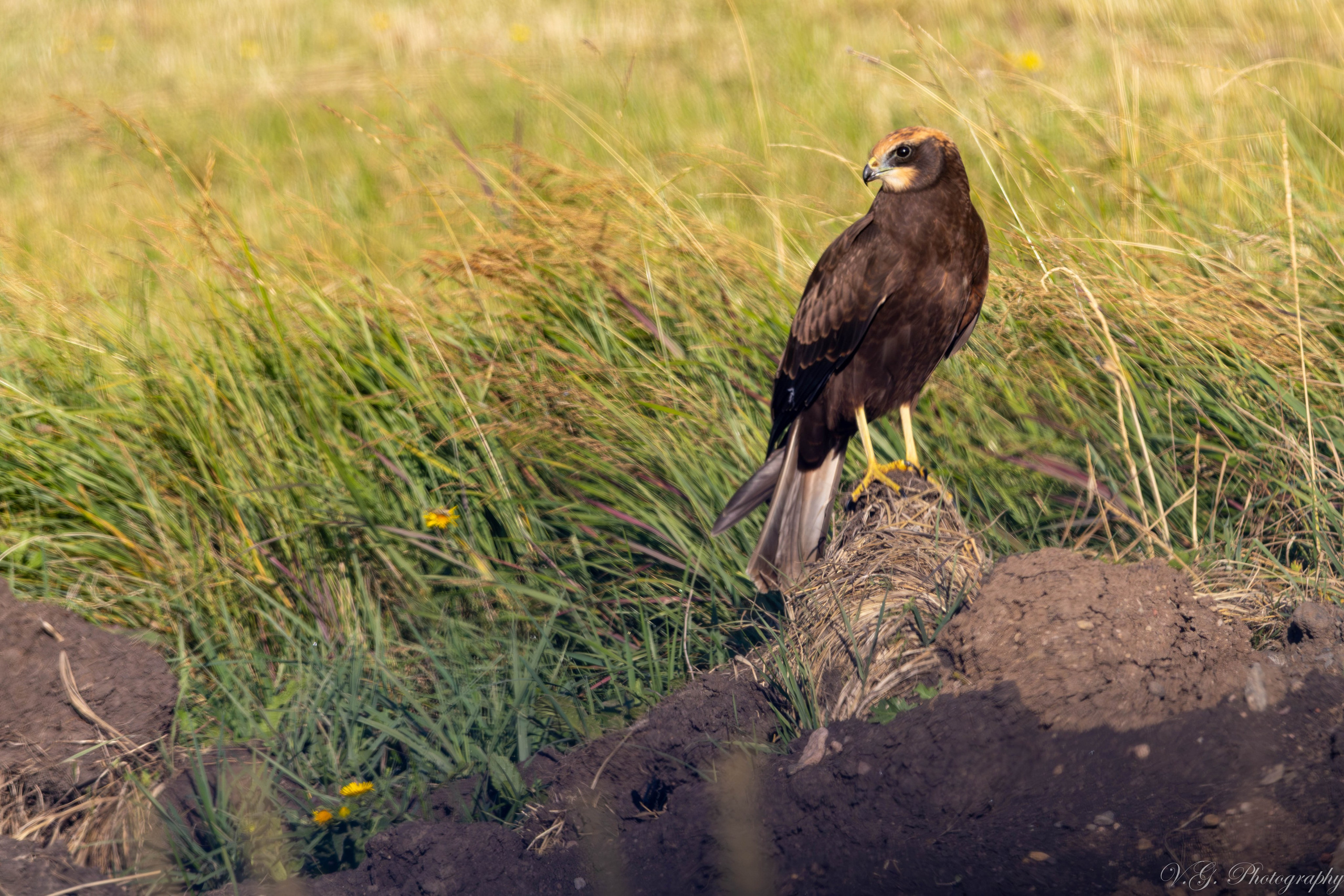 Western Marsh Harrier (Circus aeruginosus) 🦅. V.G. Wildlife Photography | Wildlife & Nature Photography in Georgia