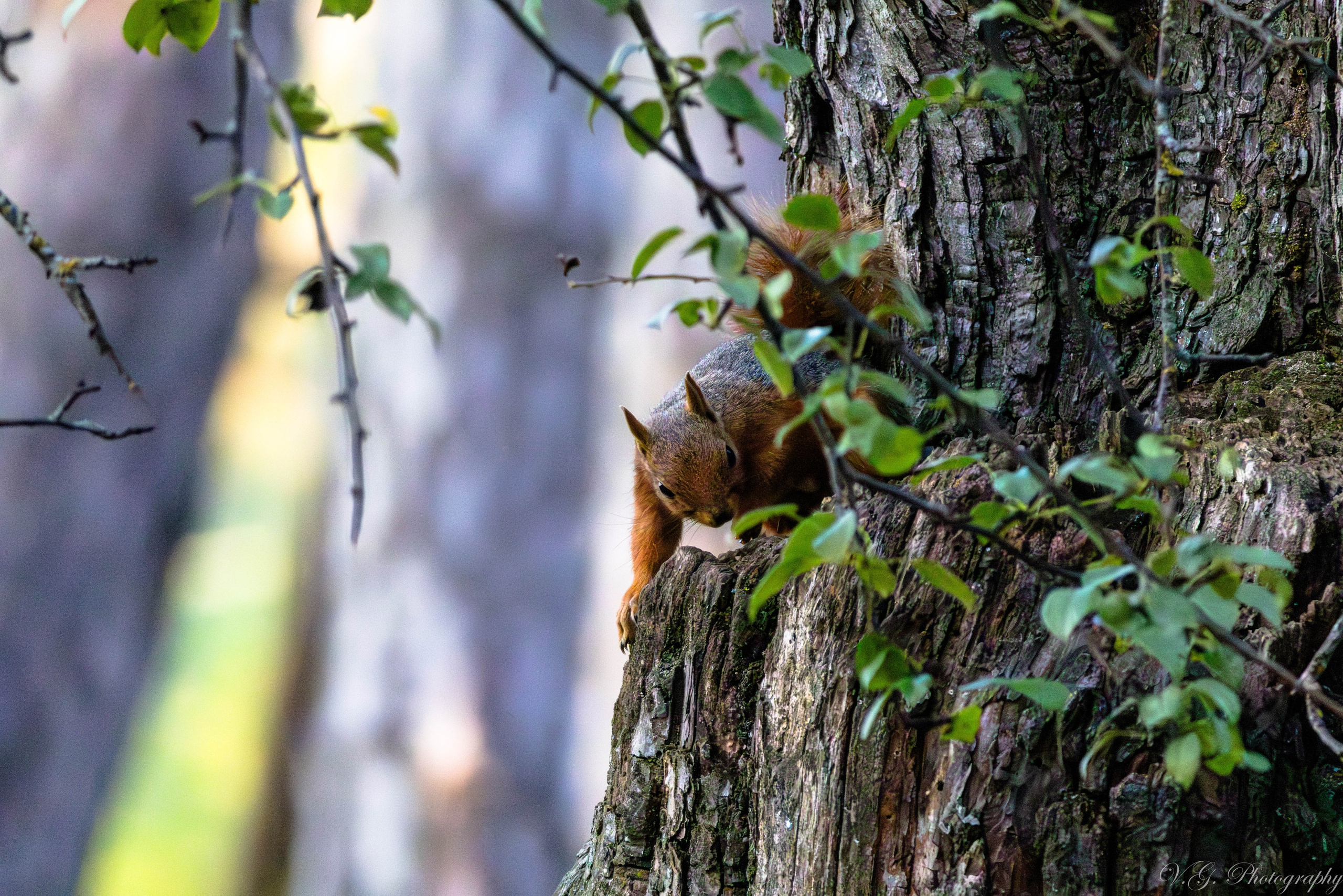 Squirrels (Sciurus vulgaris) 🐿️. V.G. Wildlife Photography | Wildlife & Nature Photography in Georgia
