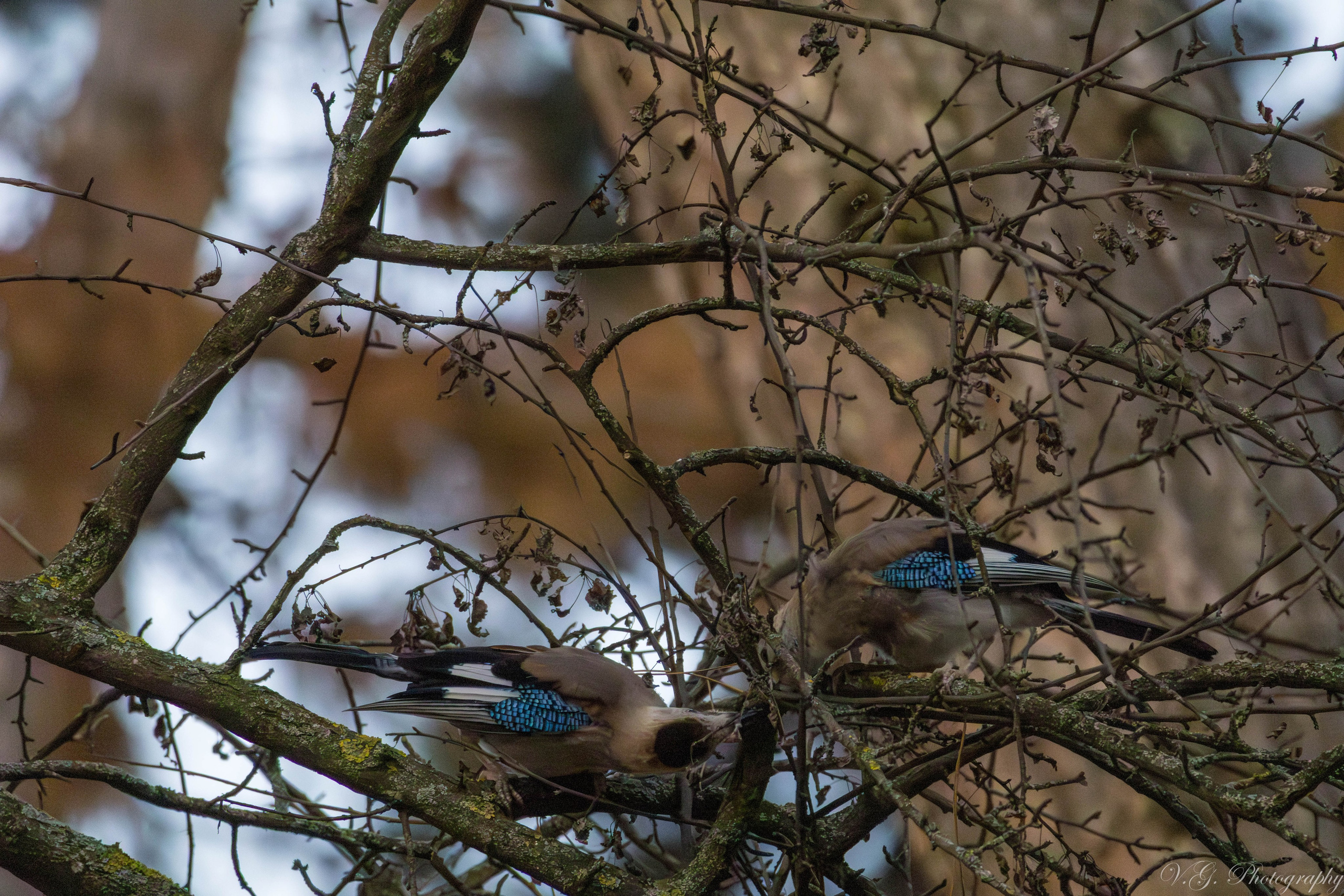 Jay (Garrulus glandarius). V.G. Wildlife Photography | Wildlife & Nature Photography in Georgia