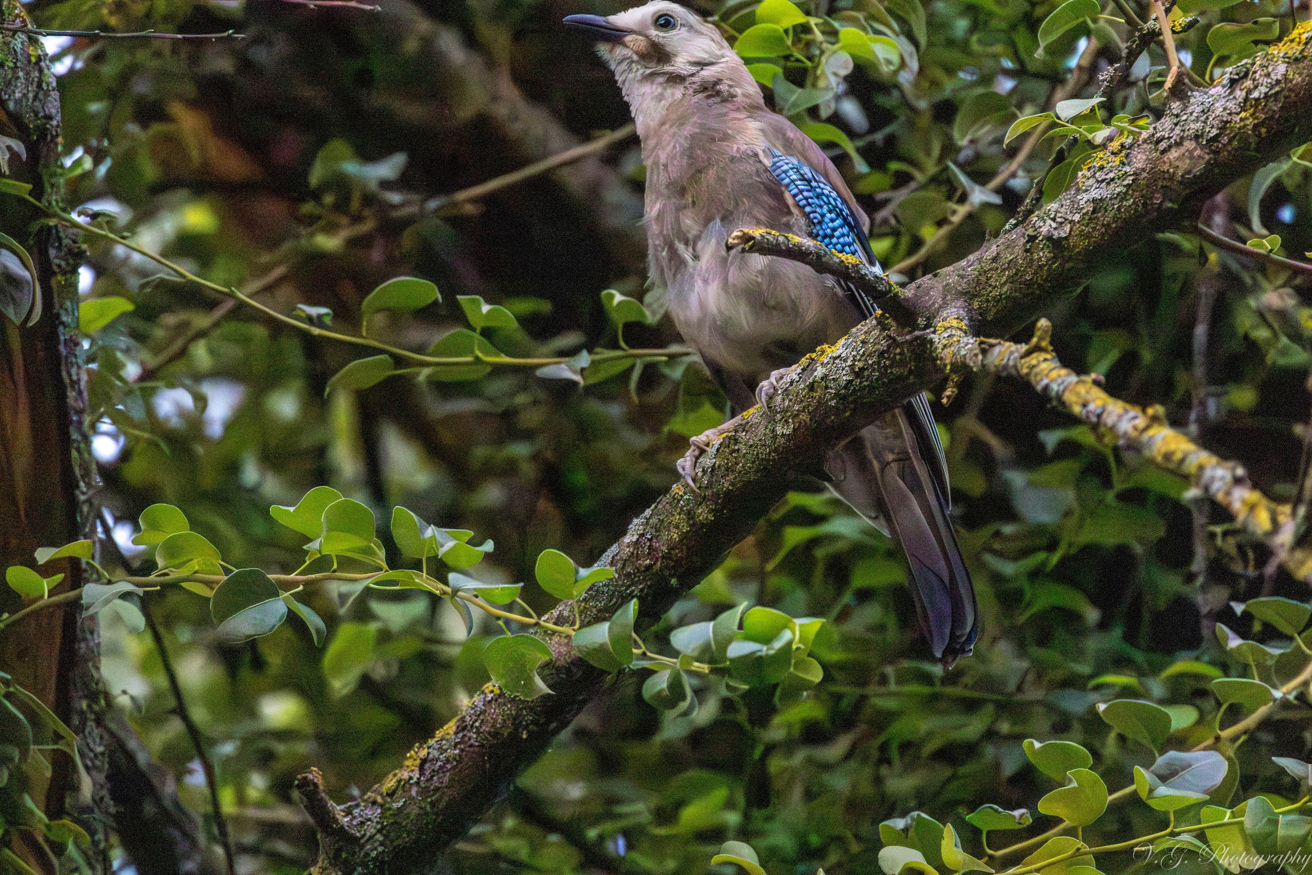 Jay (Garrulus glandarius). V.G. Wildlife Photography | Wildlife & Nature Photography in Georgia