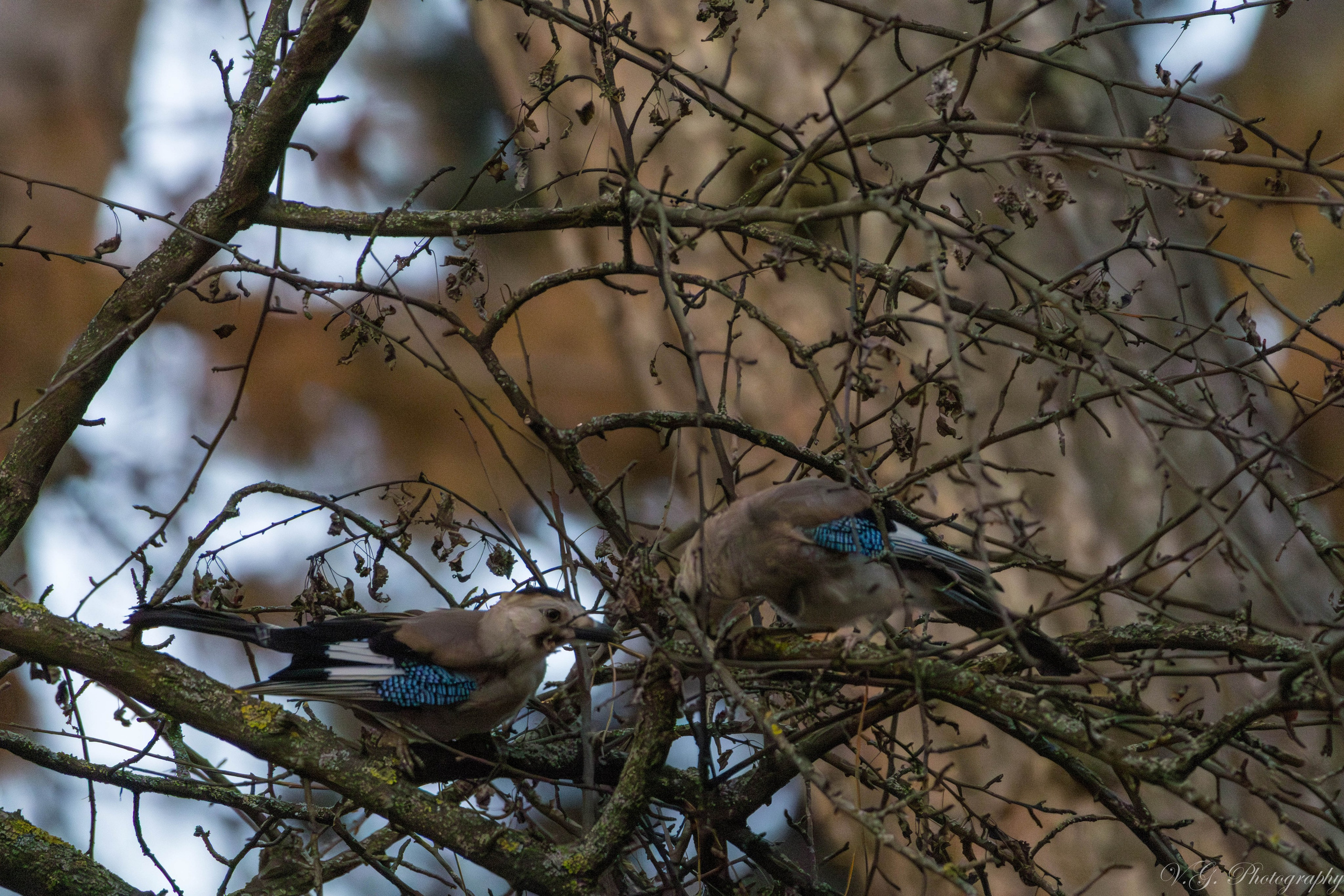 Jay (Garrulus glandarius). V.G. Wildlife Photography | Wildlife & Nature Photography in Georgia