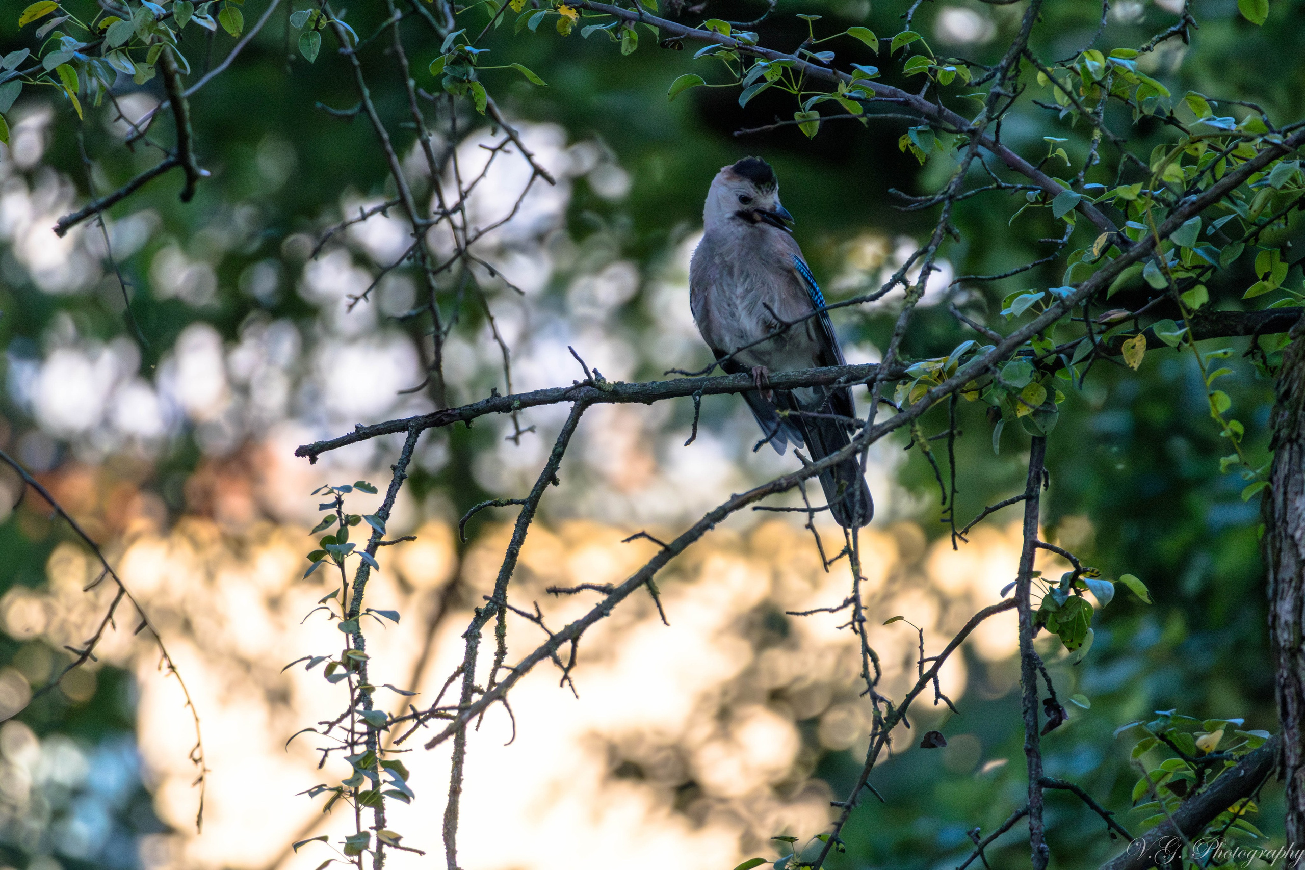 Jay (Garrulus glandarius). V.G. Wildlife Photography | Wildlife & Nature Photography in Georgia