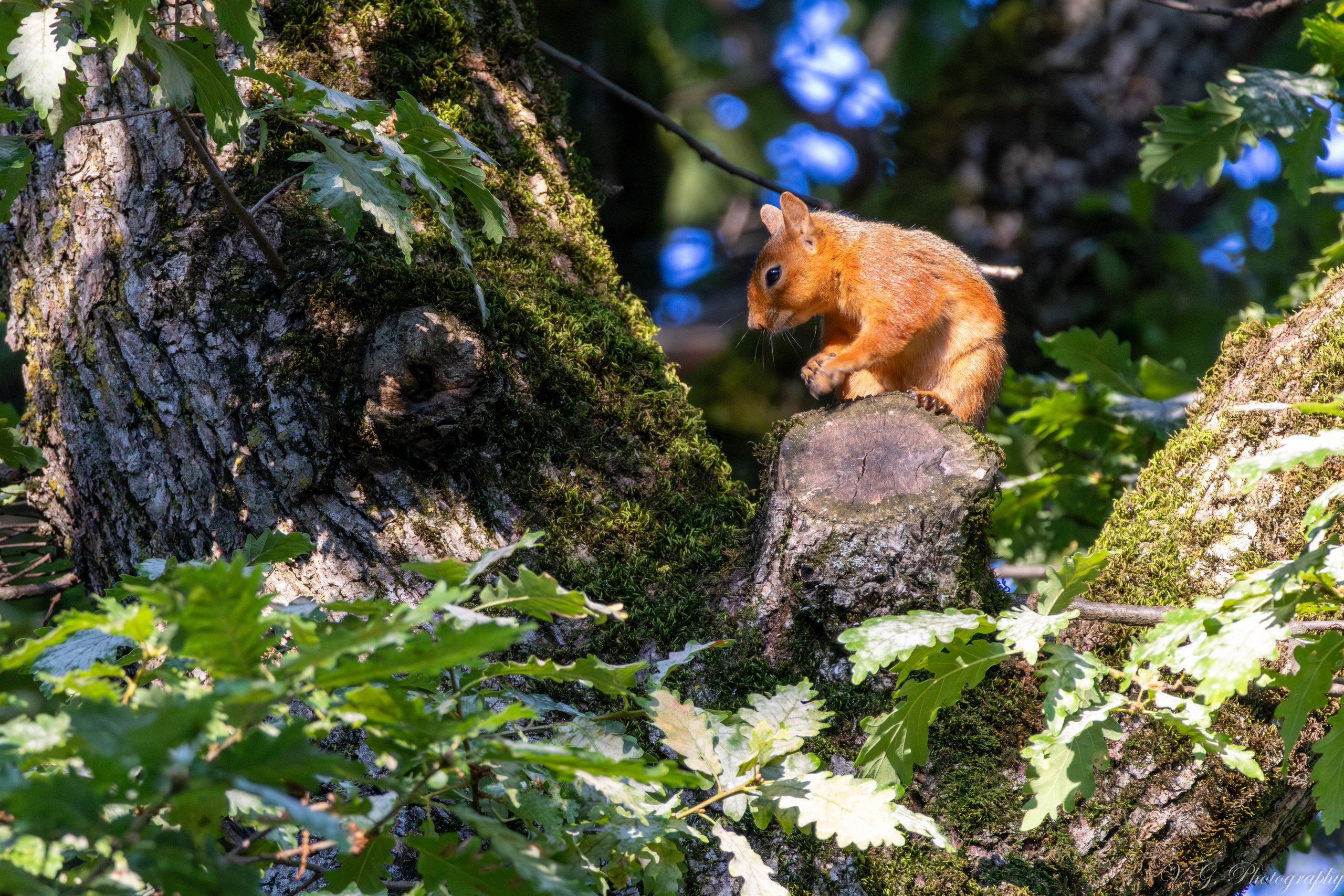 Squirrels (Sciurus vulgaris) 🐿️. V.G. Wildlife Photography | Wildlife & Nature Photography in Georgia