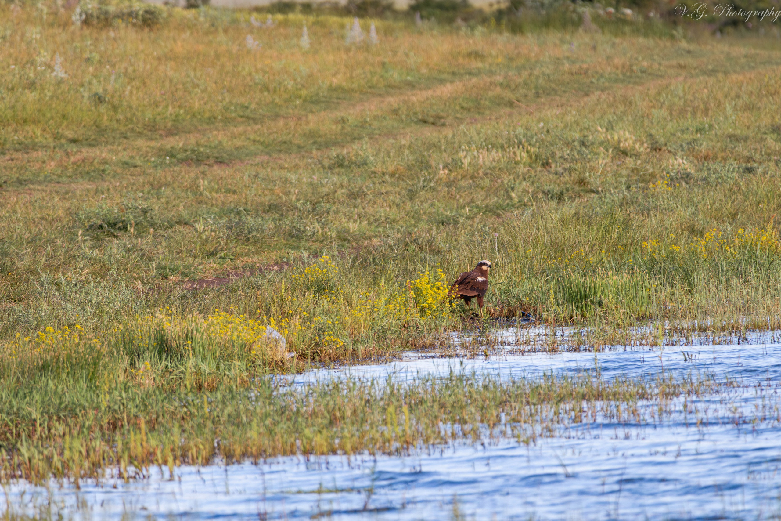 Western Marsh Harrier (Circus aeruginosus) 🦅. V.G. Wildlife Photography | Wildlife & Nature Photography in Georgia