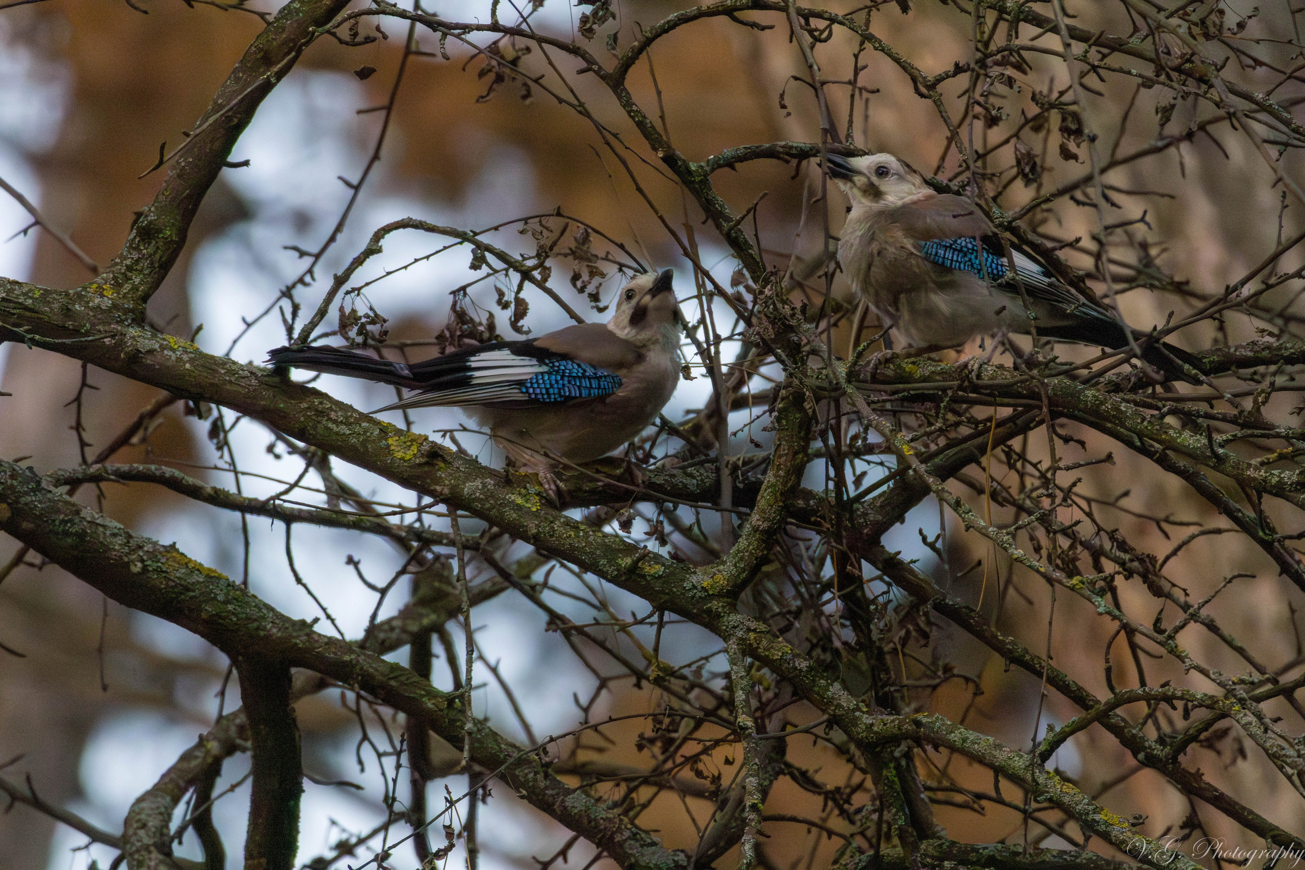 Jay (Garrulus glandarius). V.G. Wildlife Photography | Wildlife & Nature Photography in Georgia