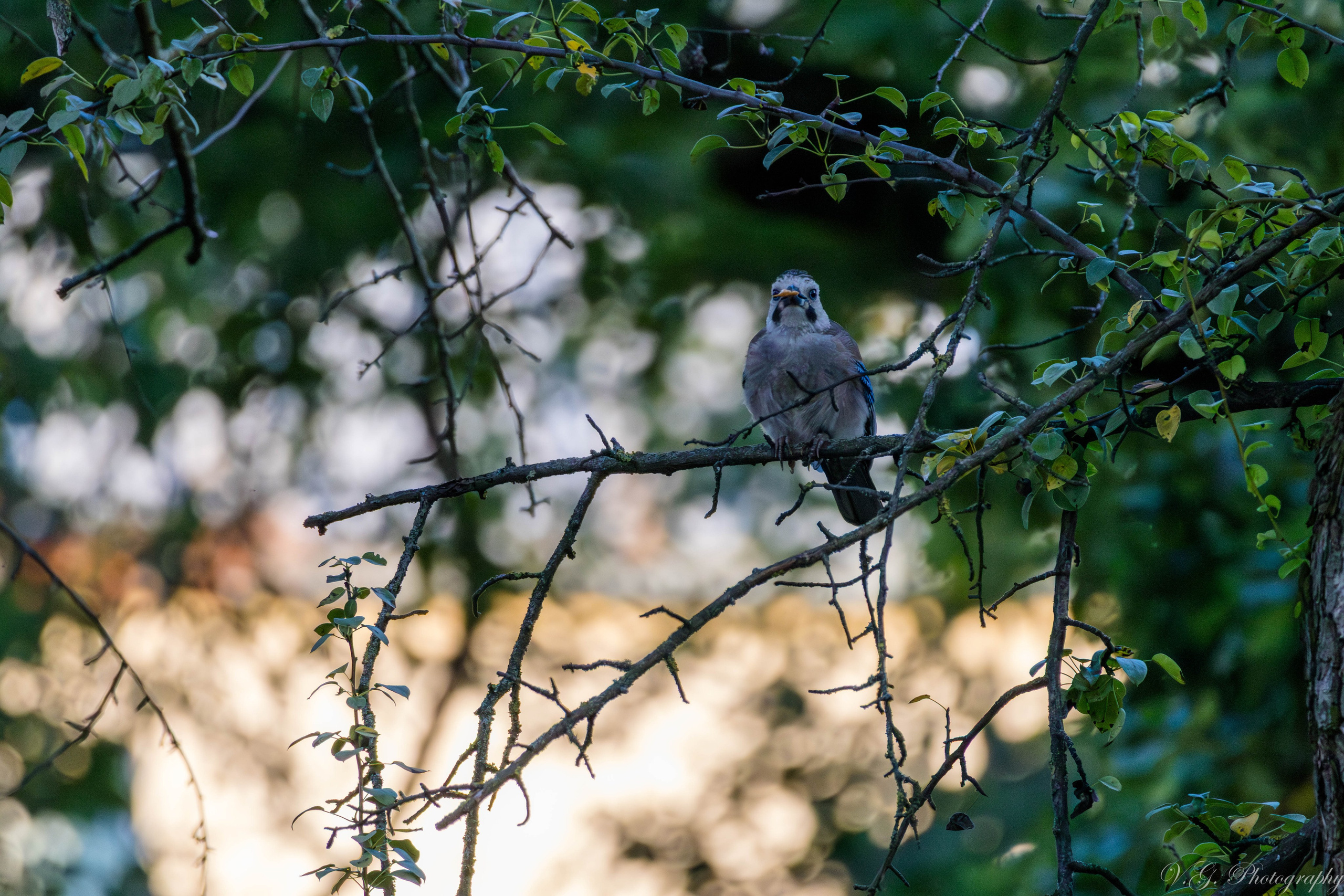 Jay (Garrulus glandarius). V.G. Wildlife Photography | Wildlife & Nature Photography in Georgia