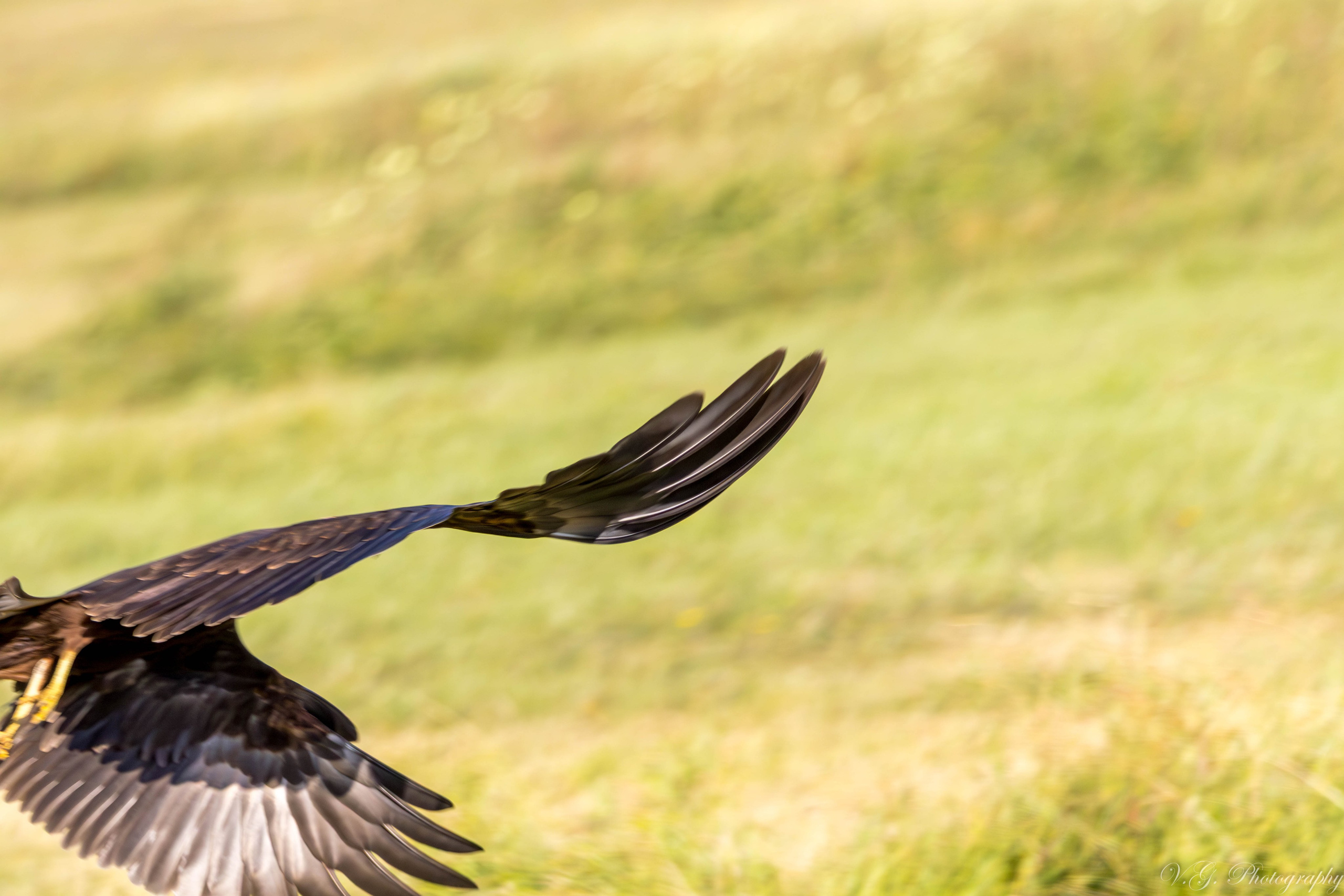 Western Marsh Harrier (Circus aeruginosus) 🦅. V.G. Wildlife Photography | Wildlife & Nature Photography in Georgia
