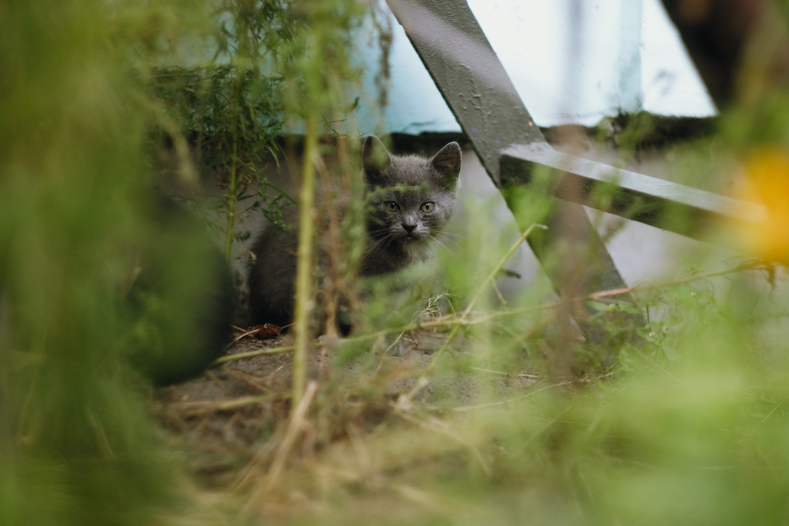 Grandmother's home in Brest. Kaja | fotograf we Wrocławiu | ludzie i psy