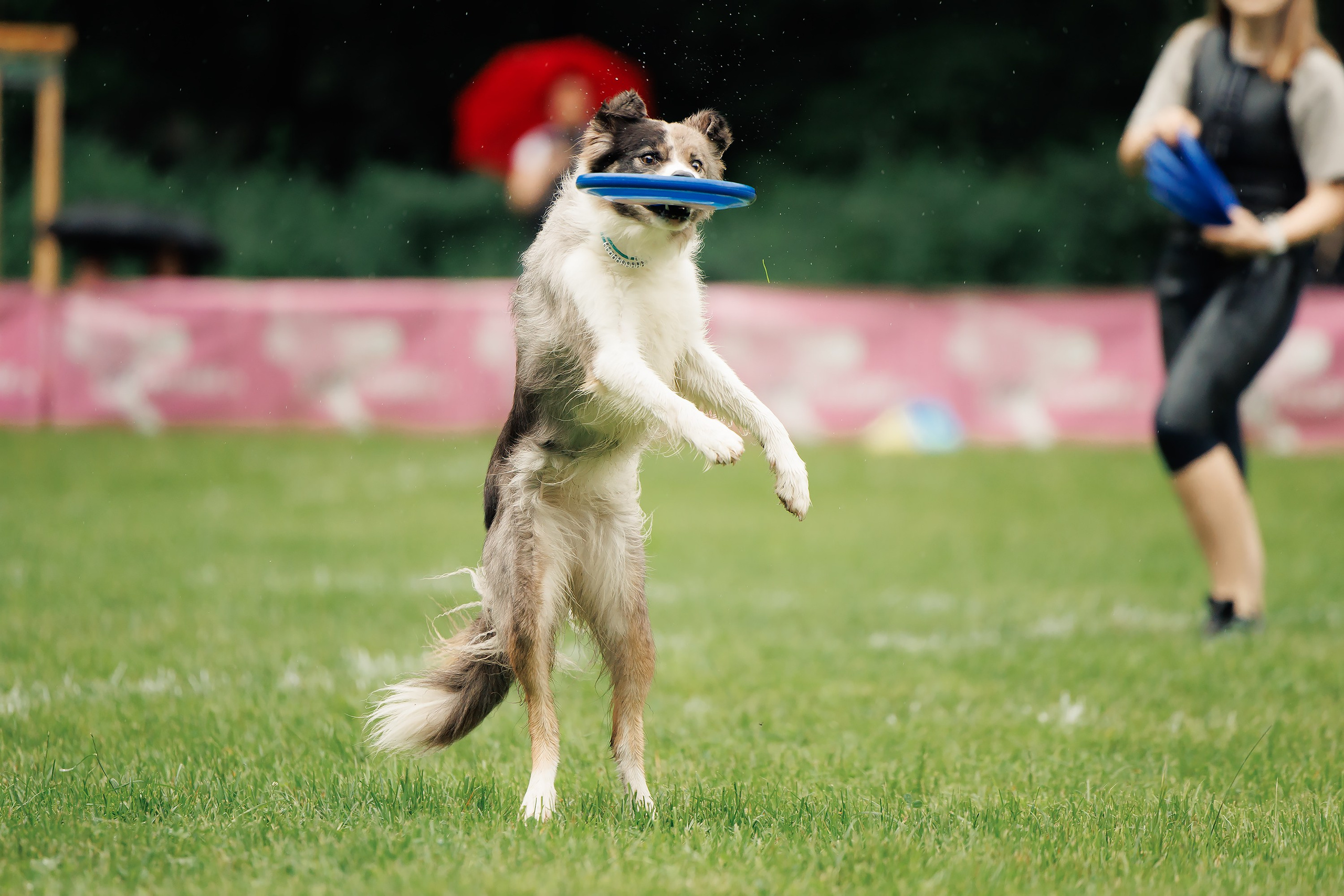 Latające psy, Wrocław'25. Kaja | fotograf psów we Wrocławiu