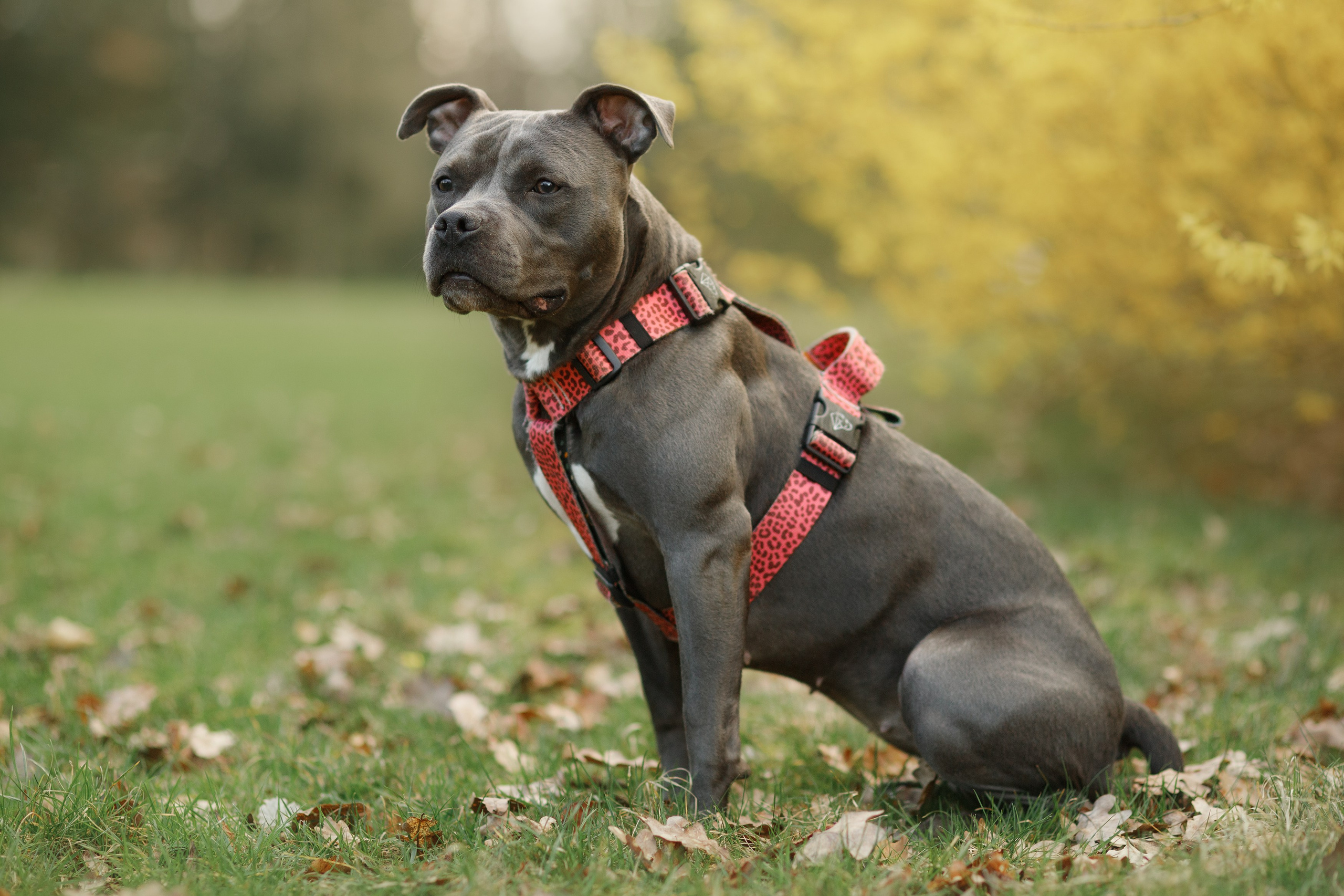 Bombka. Kaja | fotograf we Wrocławiu | ludzie i psy