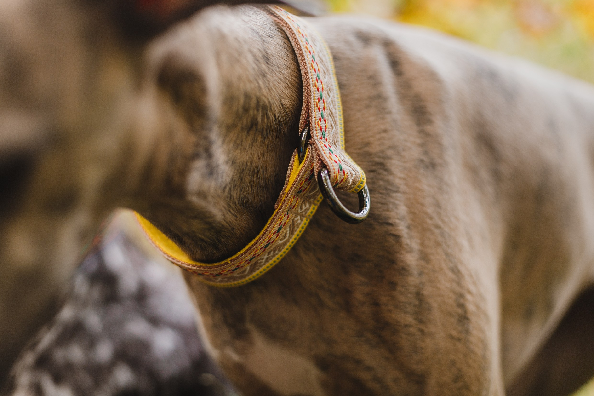 «Kasmach» dogs ammunition. Kaja | fotograf we Wrocławiu | ludzie i psy