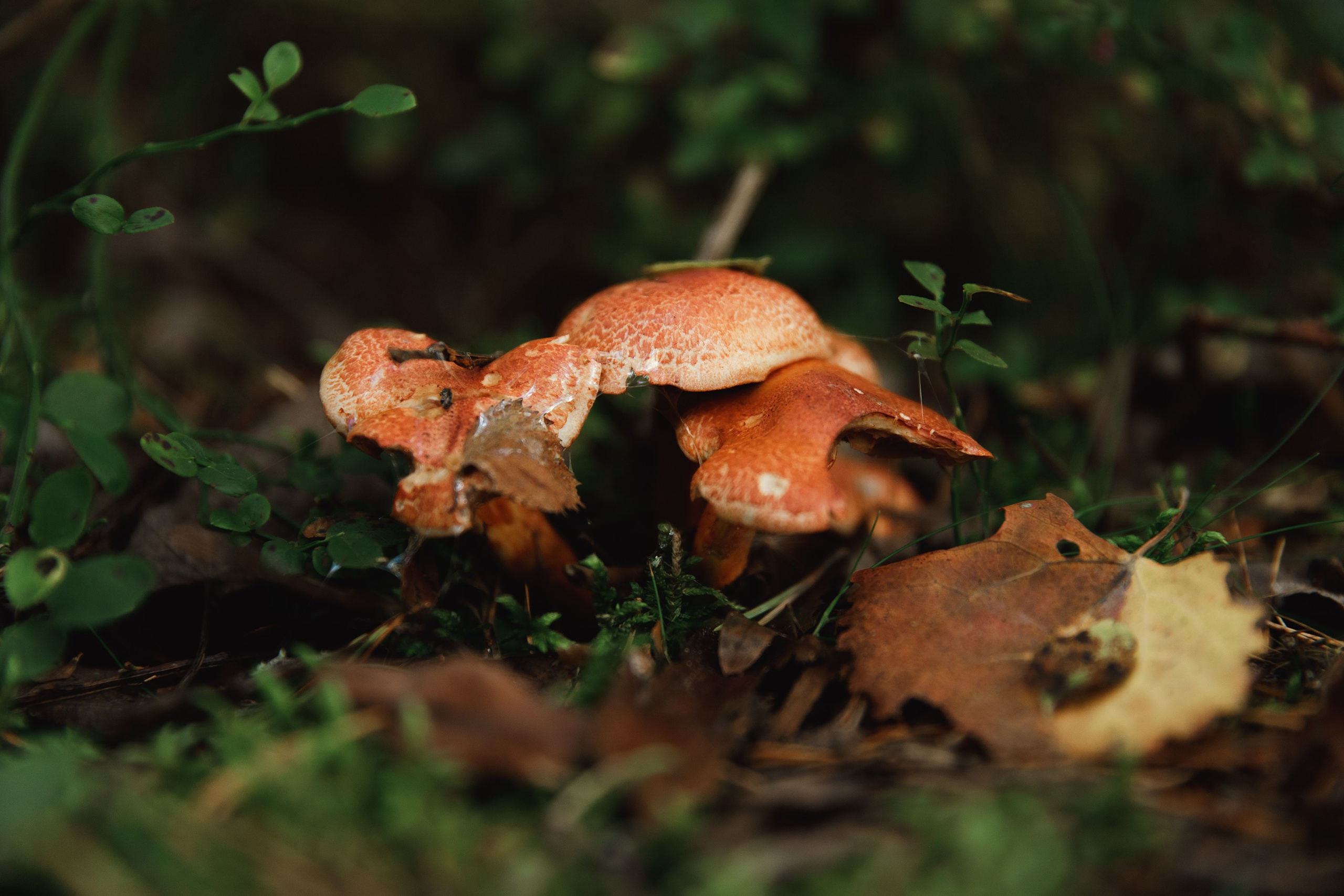 Turku. Kaja | fotograf psów we Wrocławiu