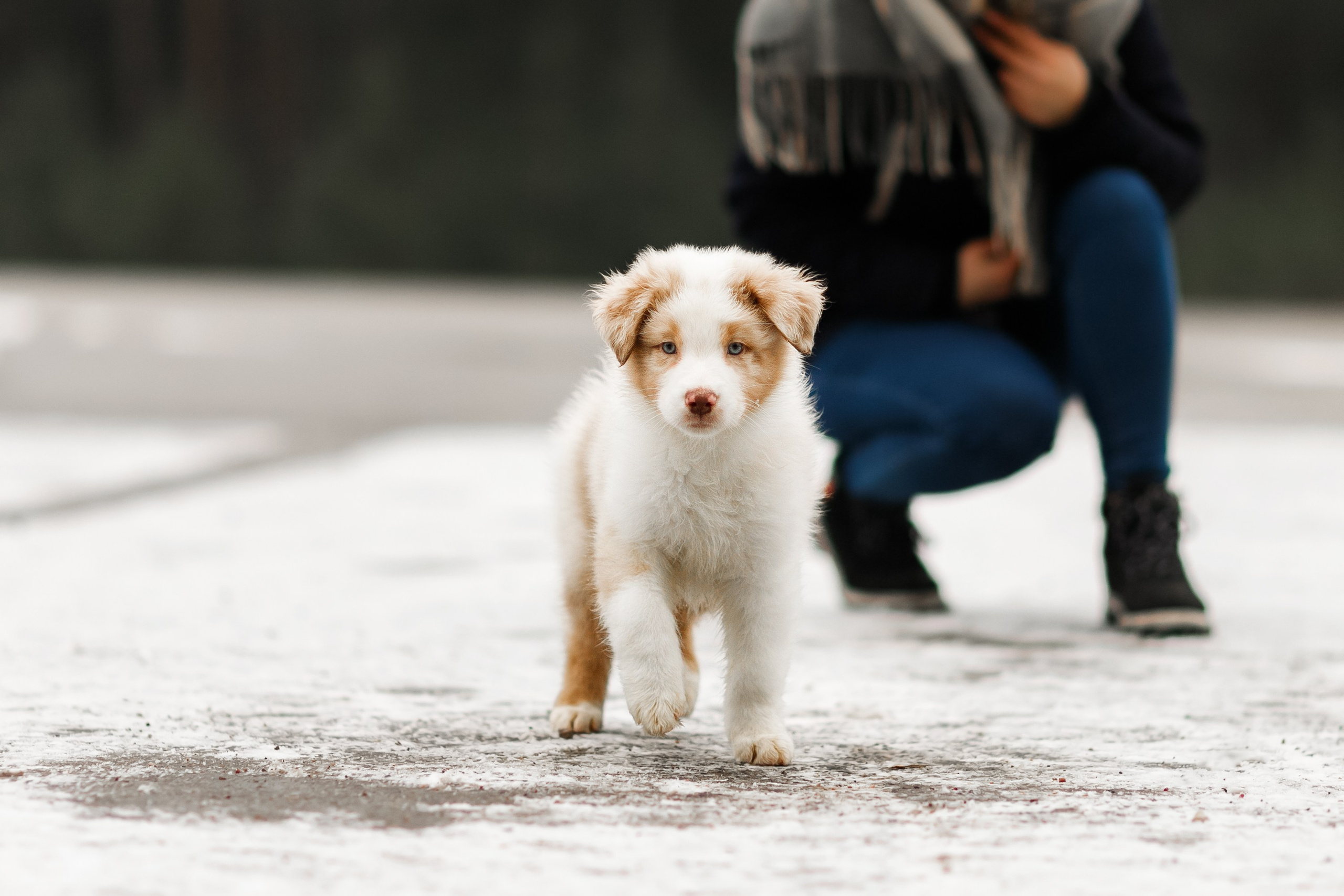 Pack of aussie puppies. Kaja | fotograf psów we Wrocławiu