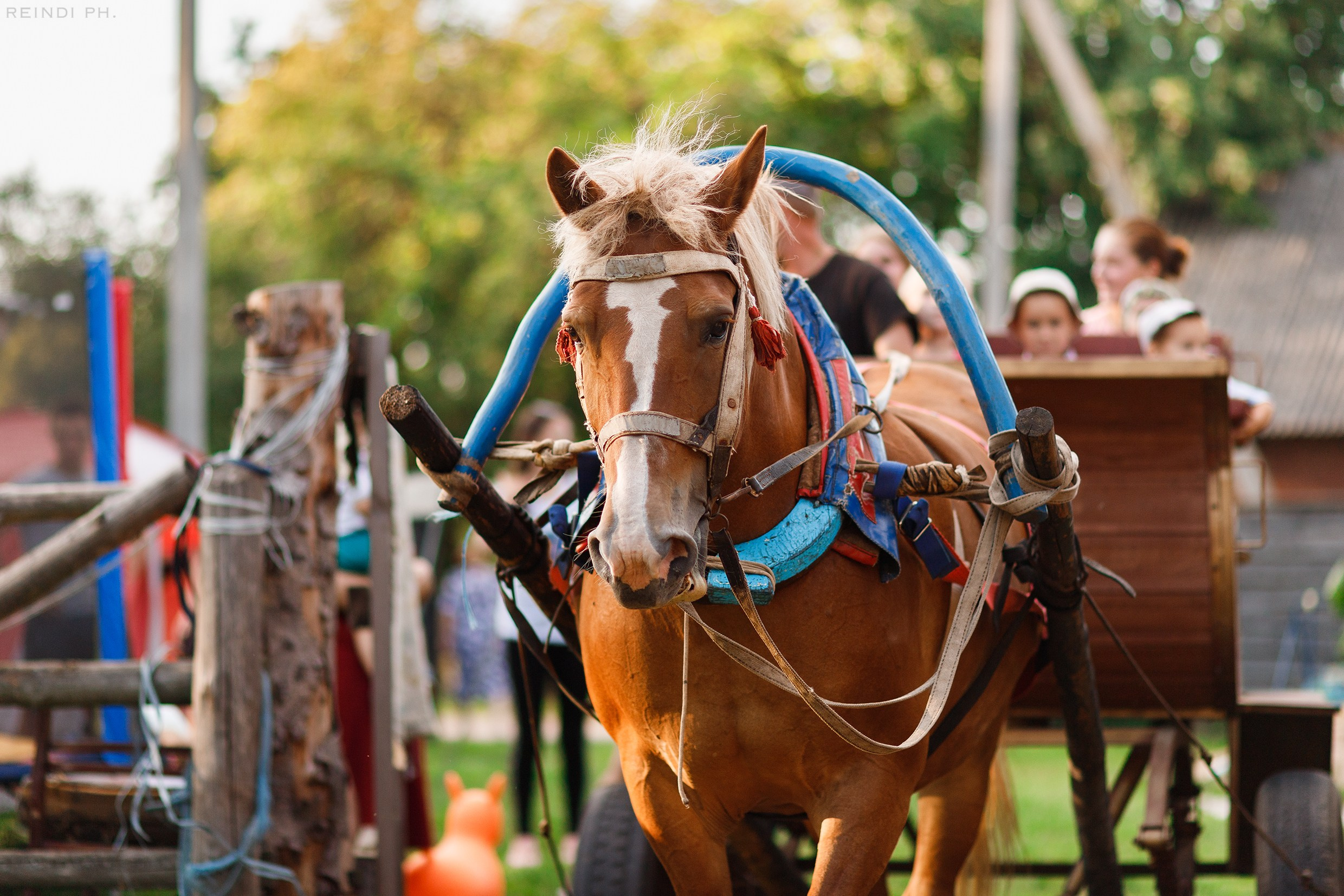 Horse show in the village. Kaja | fotograf we Wrocławiu | ludzie i psy