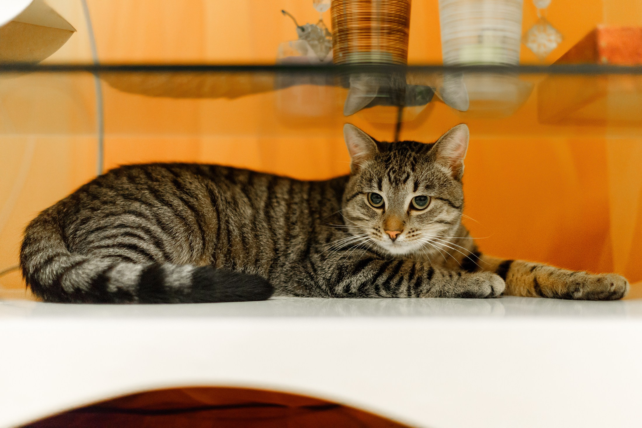 Cats for adoption. Kaja | fotograf we Wrocławiu | ludzie i psy