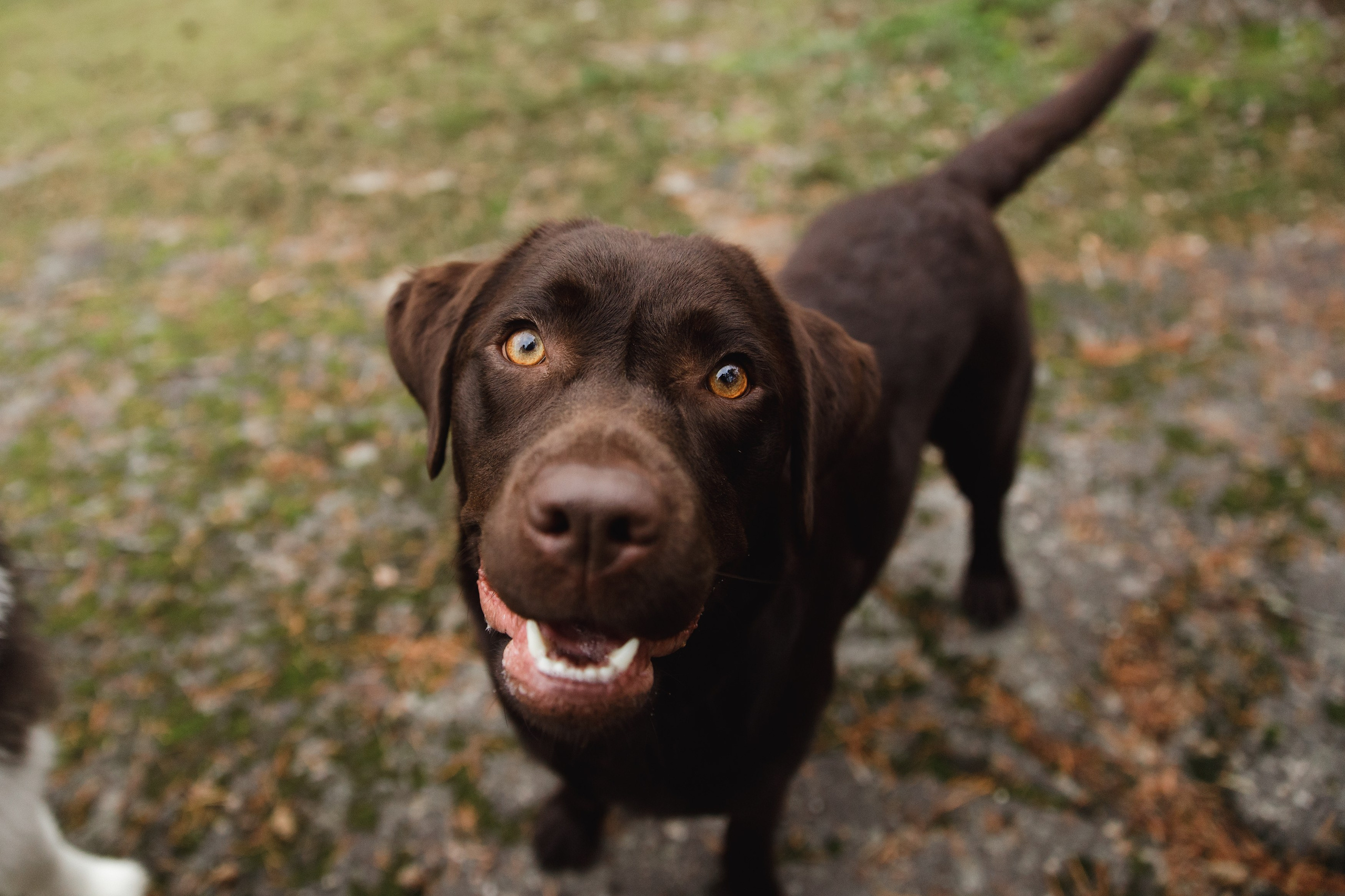 Finnish mossy hills. Kaja | fotograf psów we Wrocławiu