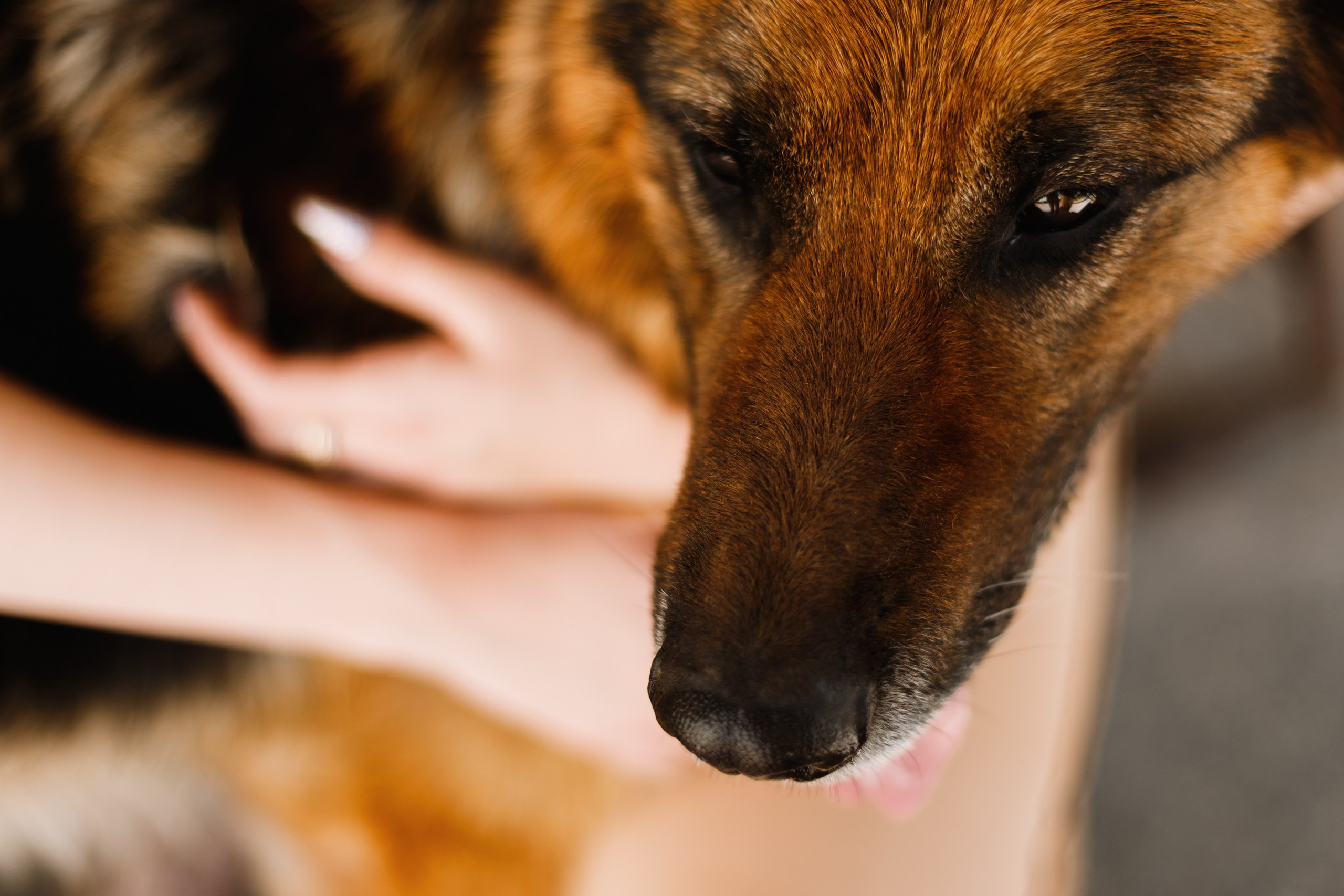 Dog trainer blog content. Kaja | fotograf we Wrocławiu | ludzie i psy