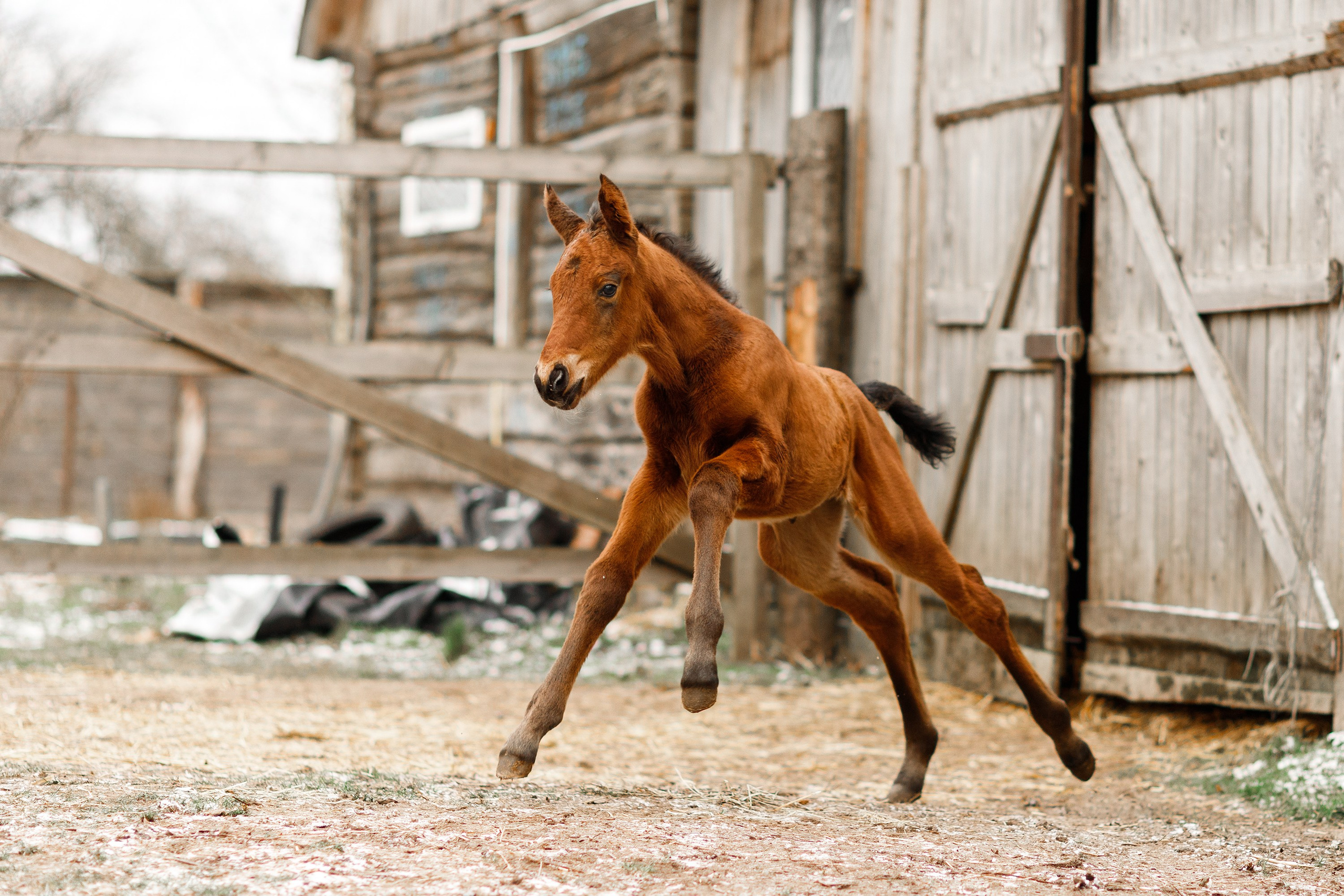Winter stable. Kaja | fotograf psów we Wrocławiu