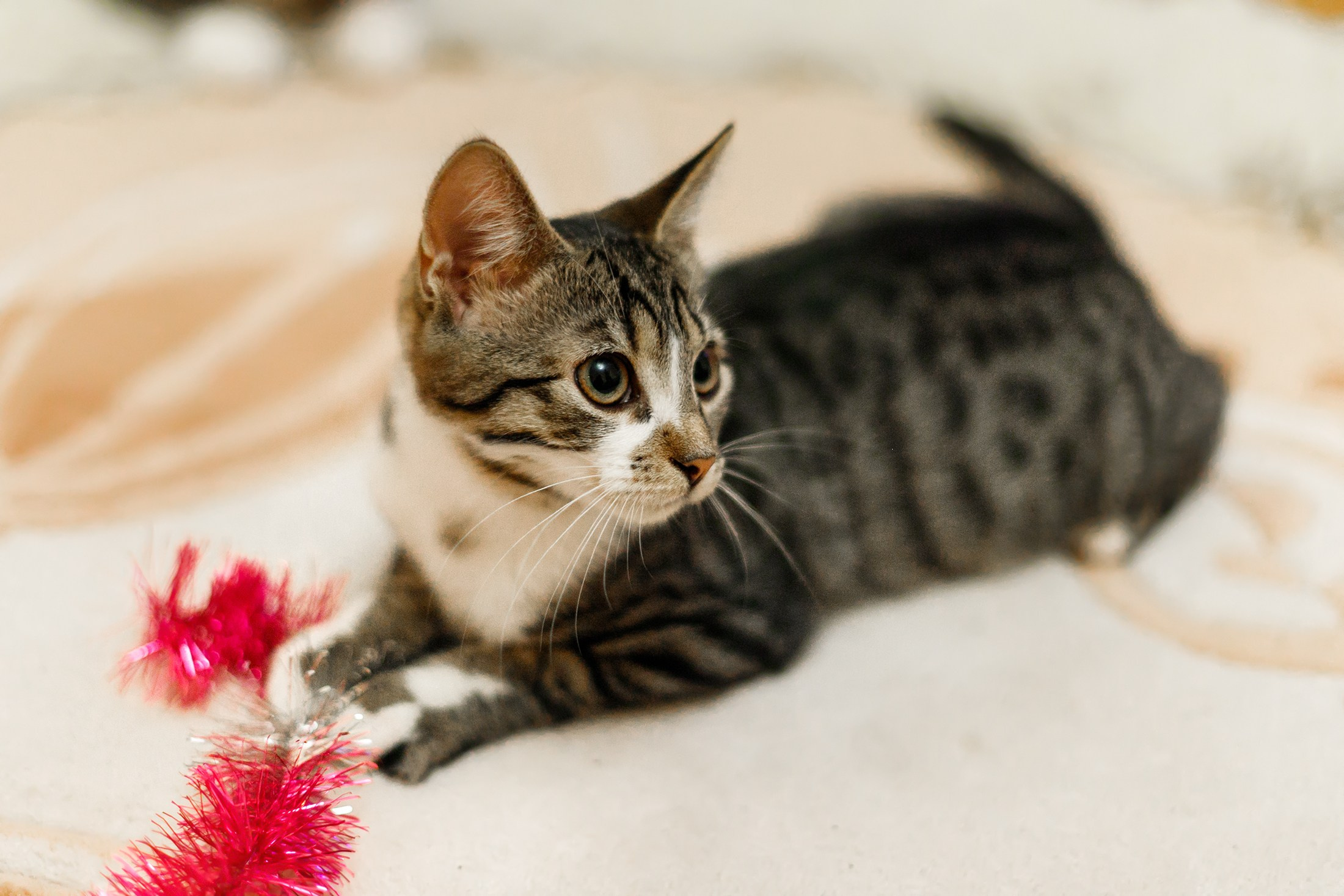 Cats for adoption. Kaja | fotograf we Wrocławiu | ludzie i psy