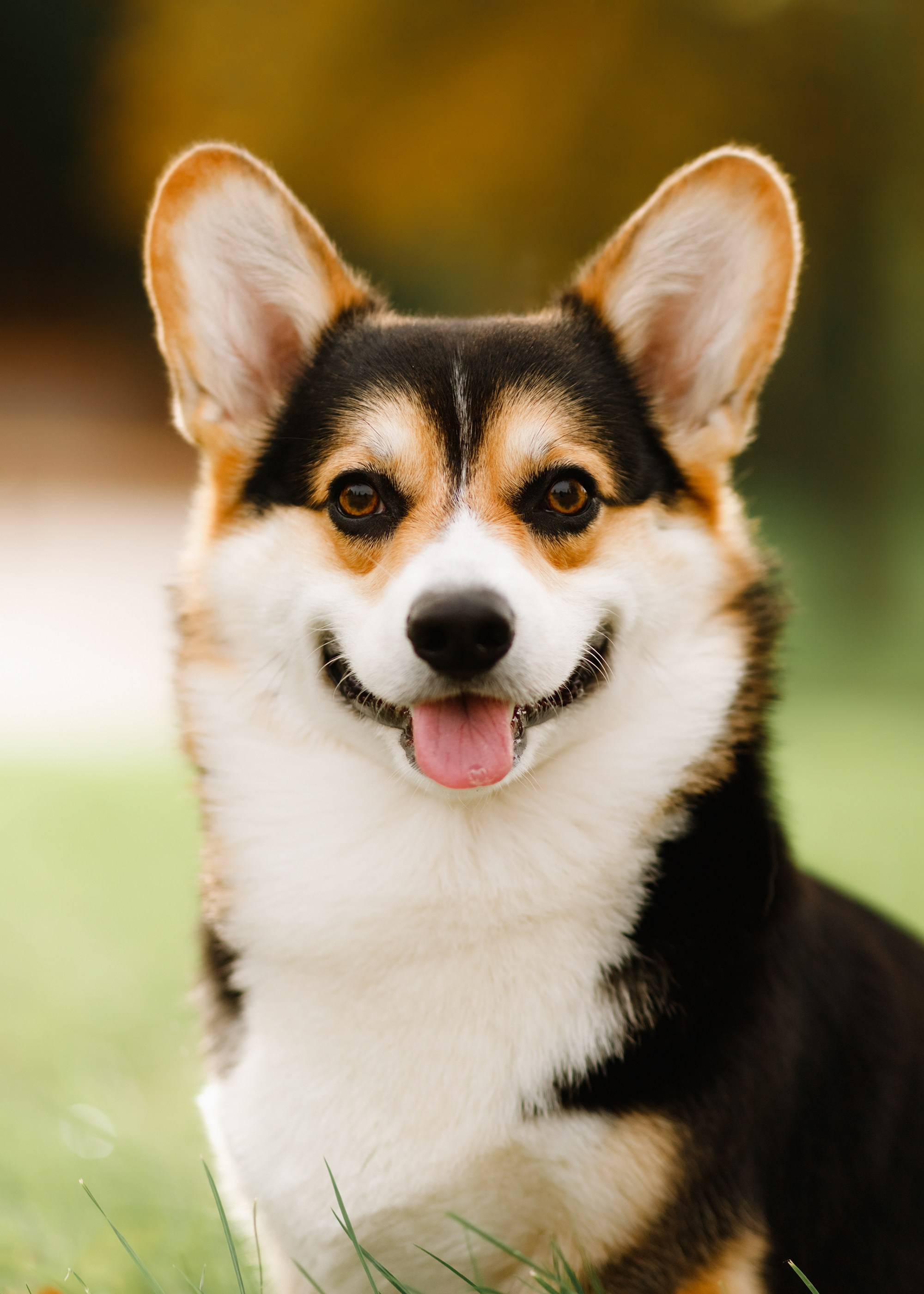 Summer photo day for dog handler. Kaja | fotograf we Wrocławiu | ludzie i psy