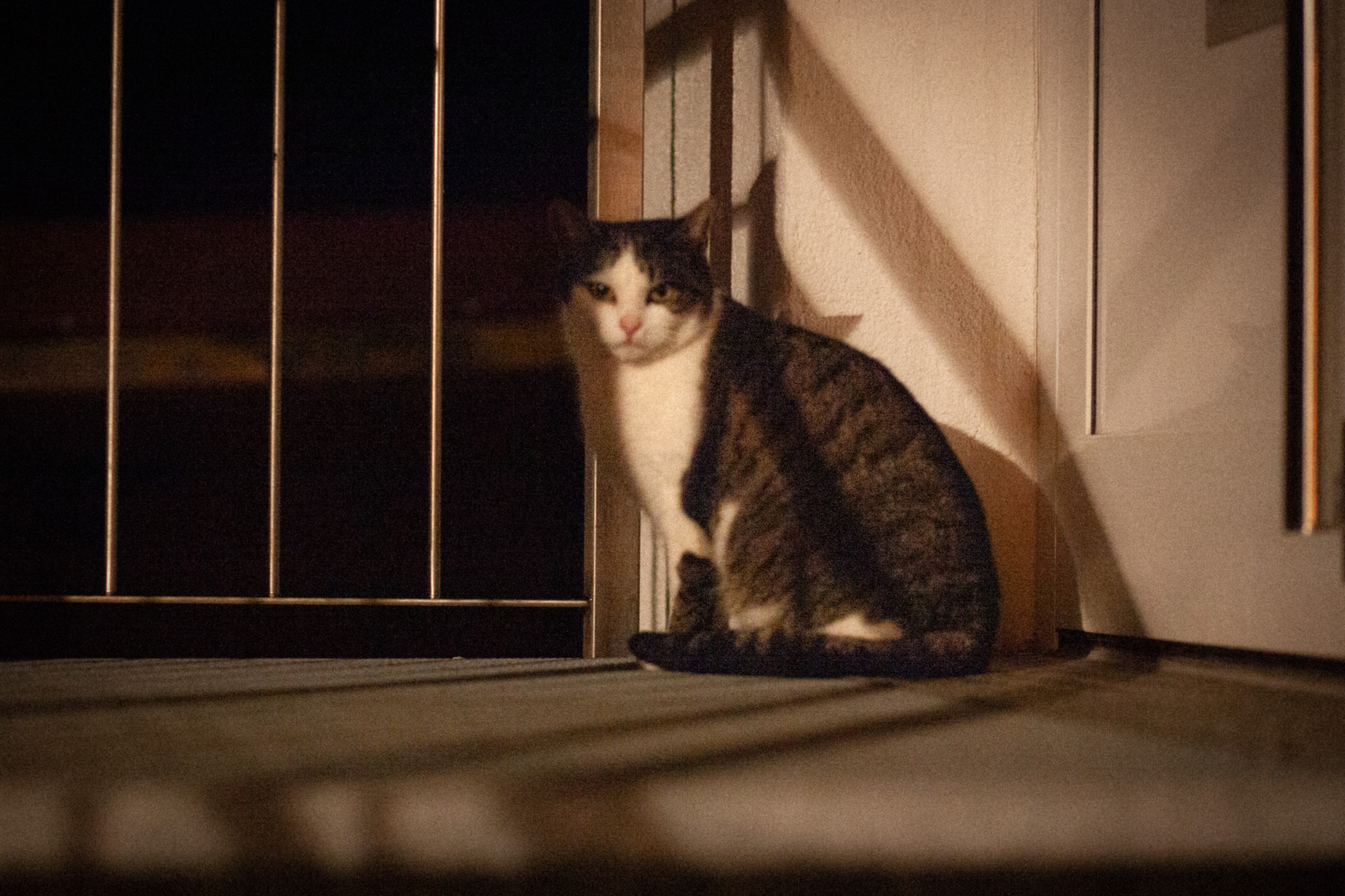 Antonia & Andrej. GoldenHourStory