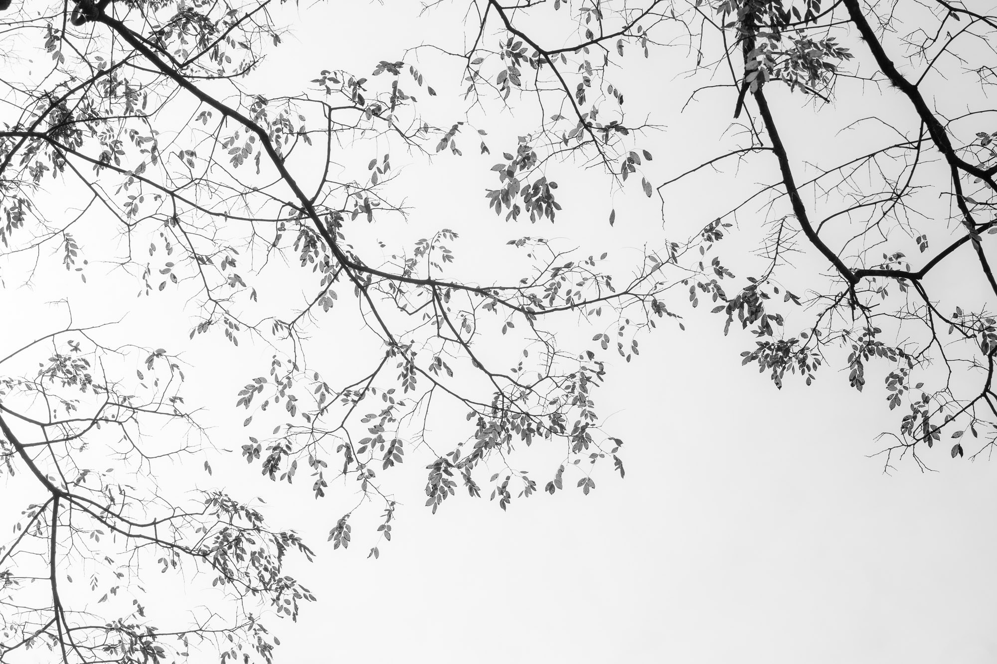 Silêncio. Fotógrafo de casamentos em Florianópolis