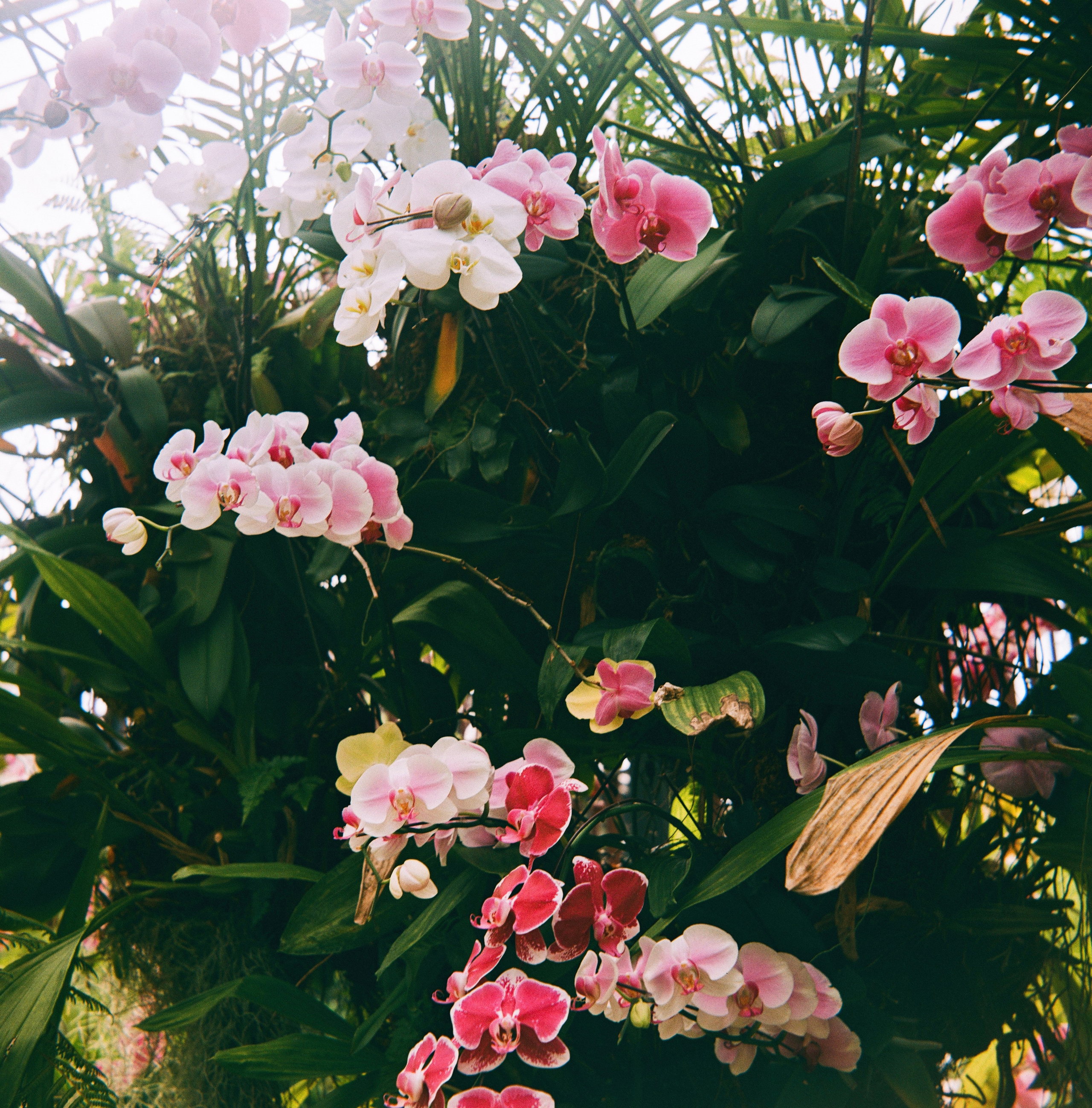 KL Orchid Garden | Barely Somewhere Studio