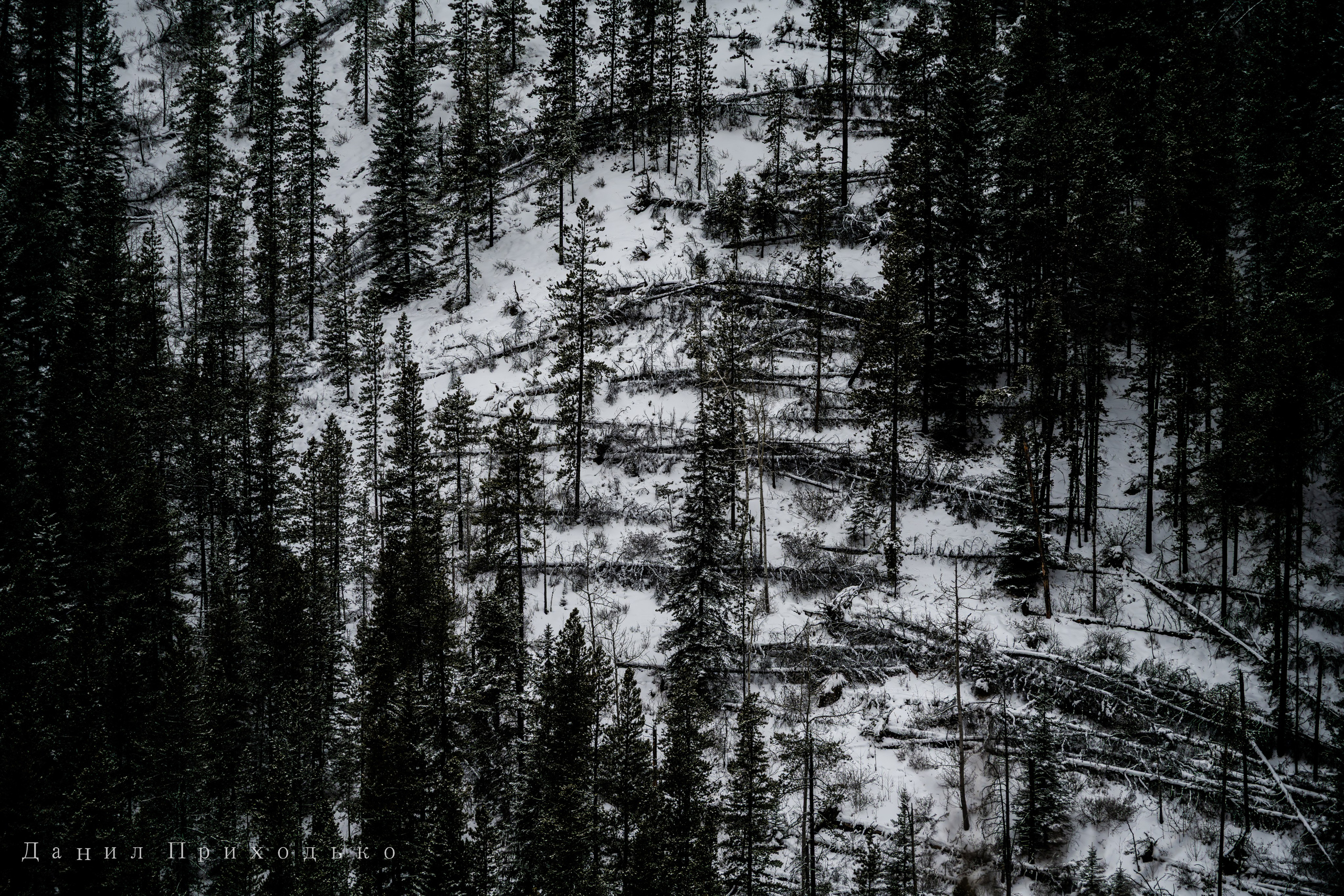 Danil Prikhodko Photography