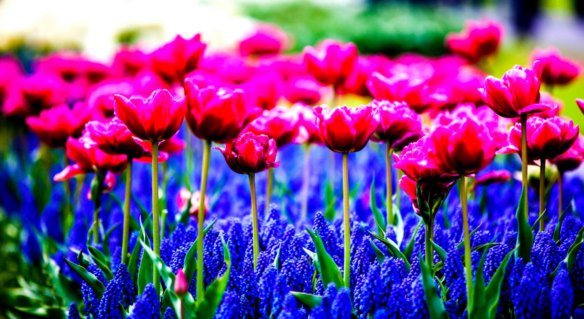 12.Keukenhof — 8 000 000…. Путешествия в формате 360......