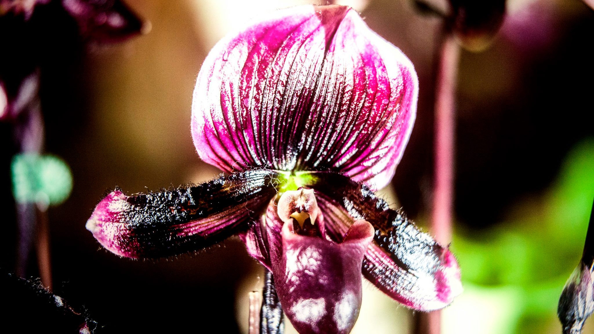 23.Orchids.Drezden. Путешествия в формате 360......