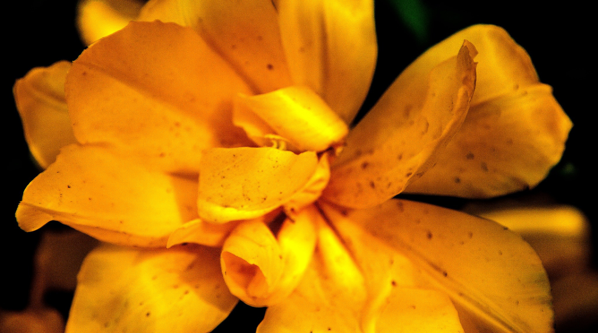 12.Keukenhof — 8 000 000…. Путешествия в формате 360......