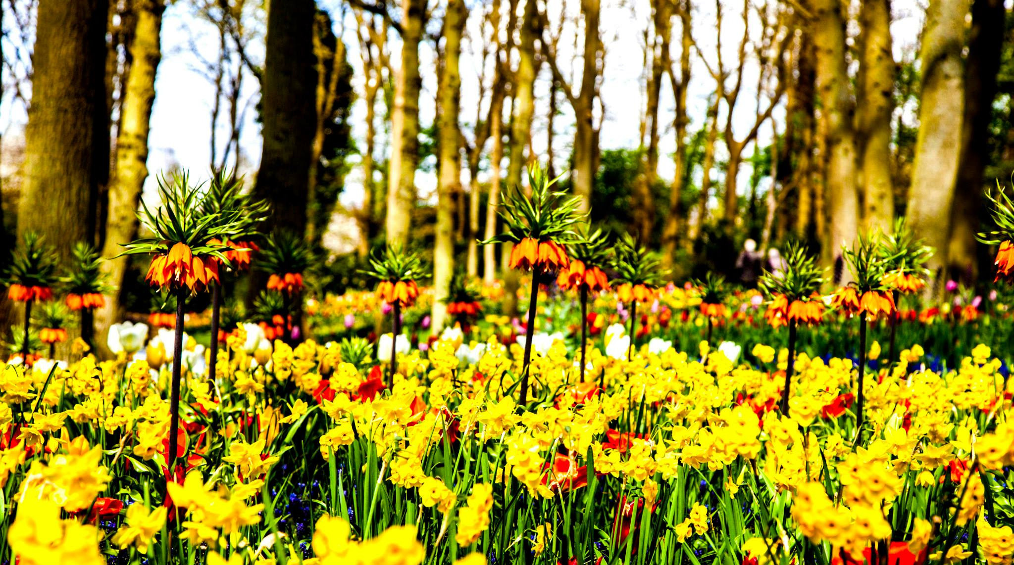 12.Keukenhof — 8 000 000…. Путешествия в формате 360......