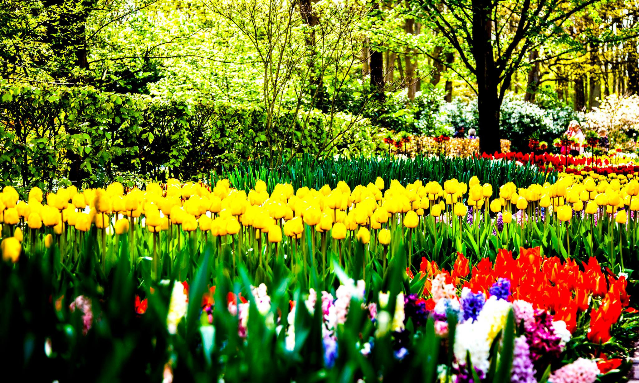 12.Keukenhof — 8 000 000…. Путешествия в формате 360......