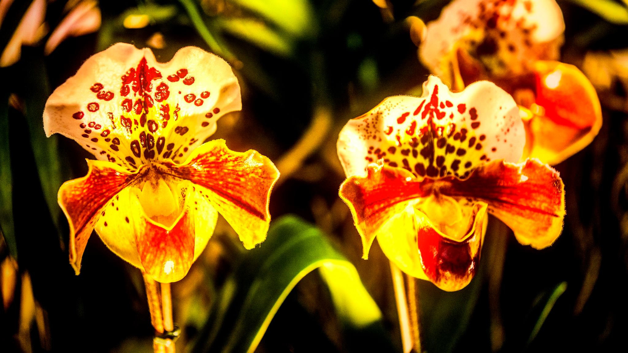23.Orchids.Drezden. Путешествия в формате 360......