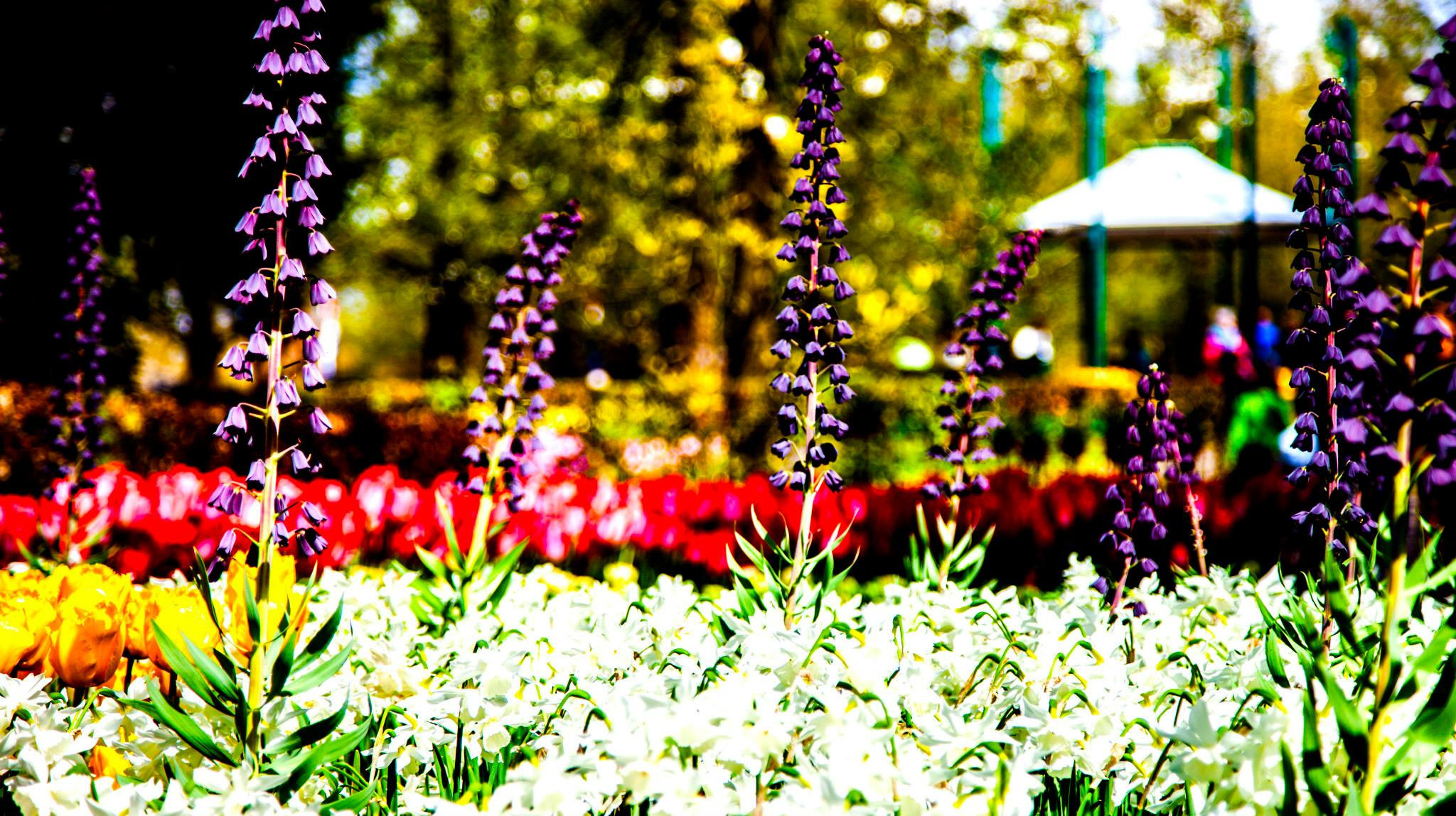 12.Keukenhof — 8 000 000…. Путешествия в формате 360......