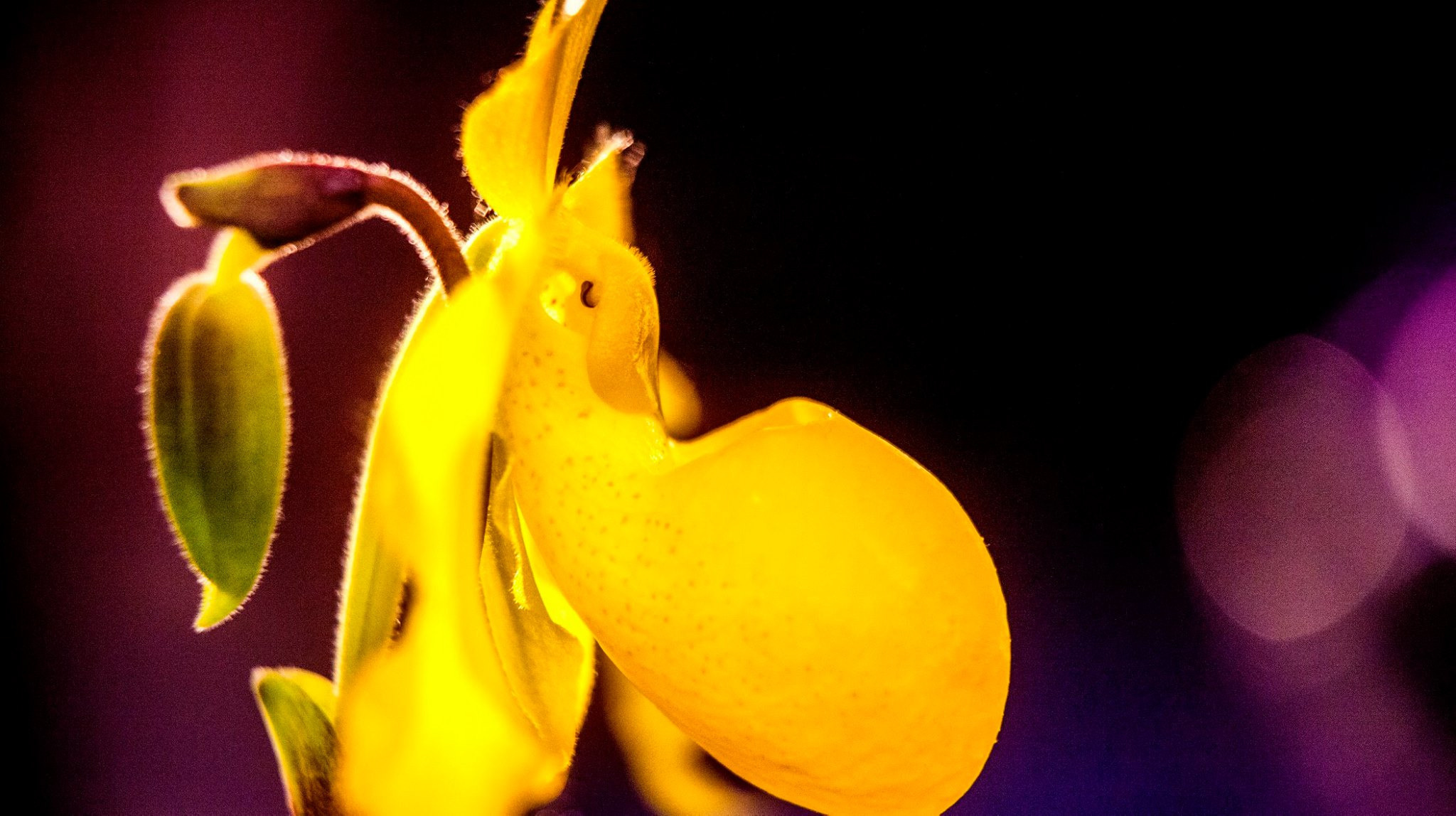 23.Orchids.Drezden. Путешествия в формате 360......