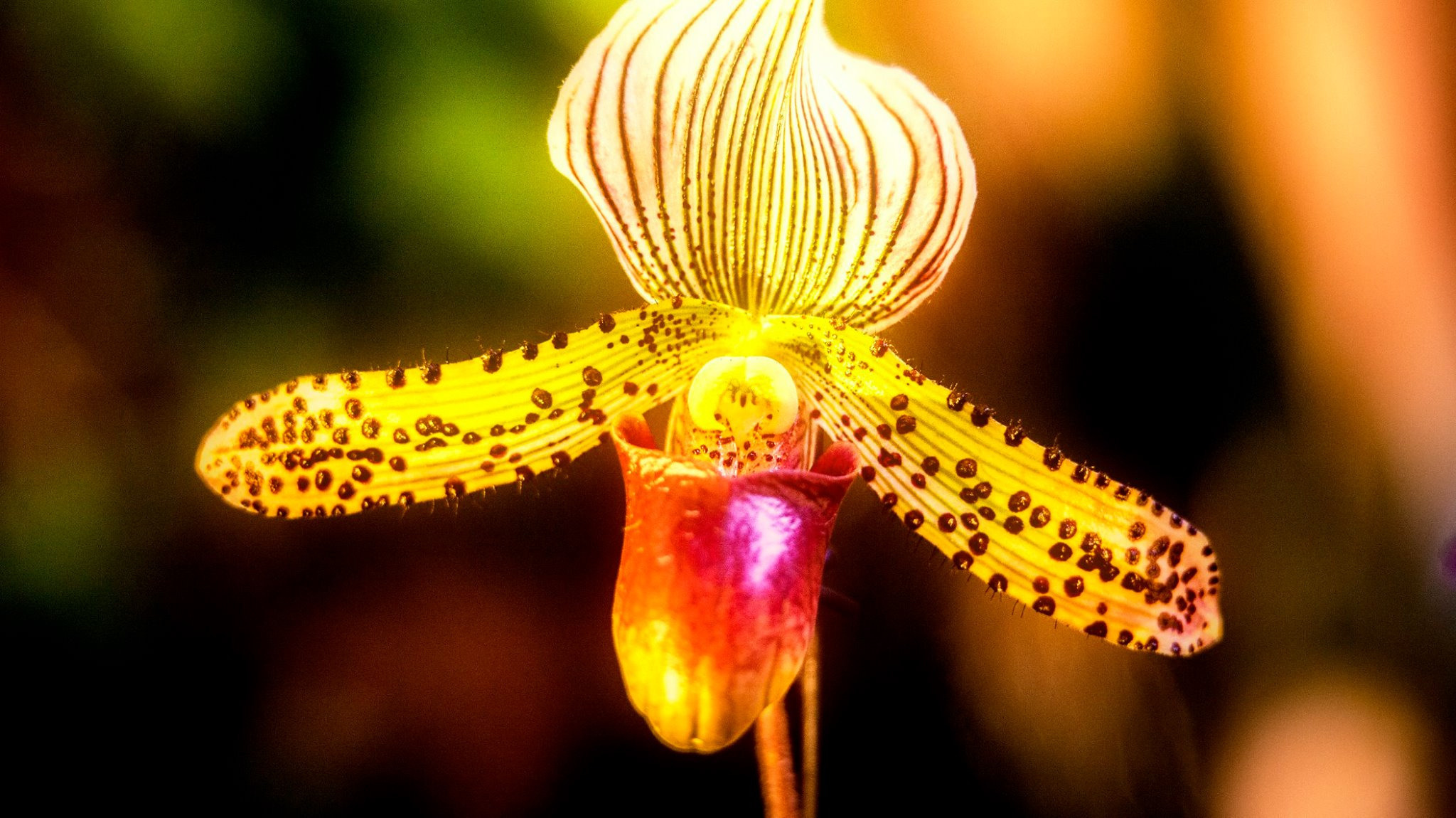23.Orchids.Drezden. Путешествия в формате 360......